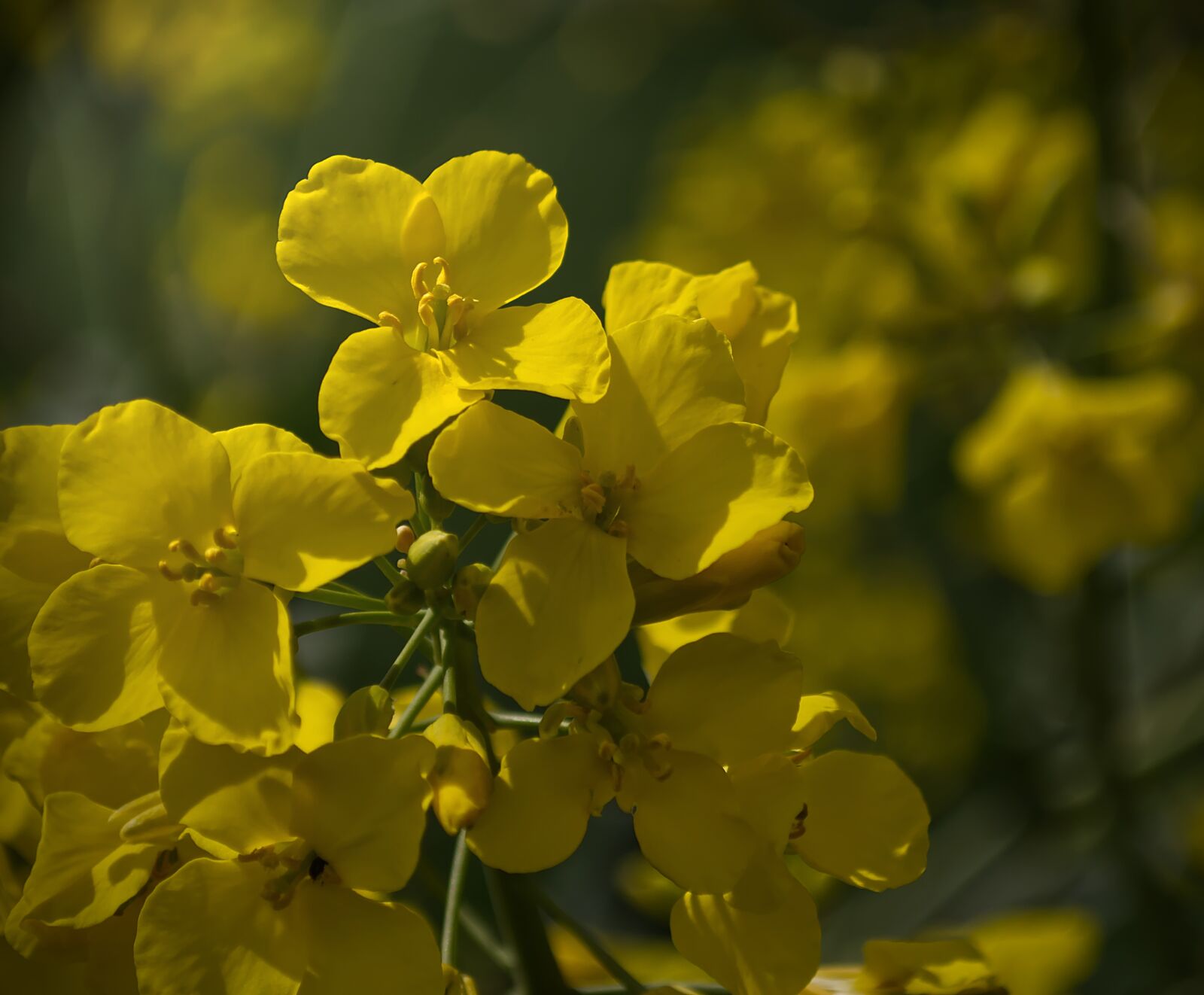 Nikon D5500 sample photo. Oilseed rape, summer, blossom photography