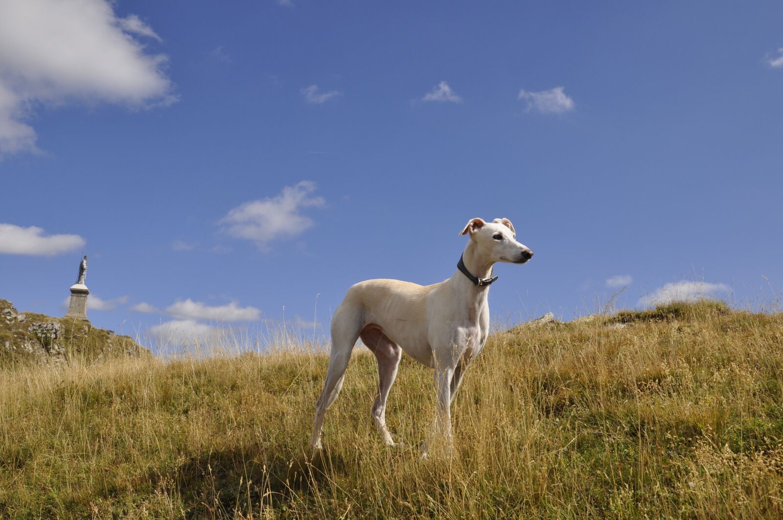 Nikon D5000 sample photo. Greyhound, dog, mountain photography