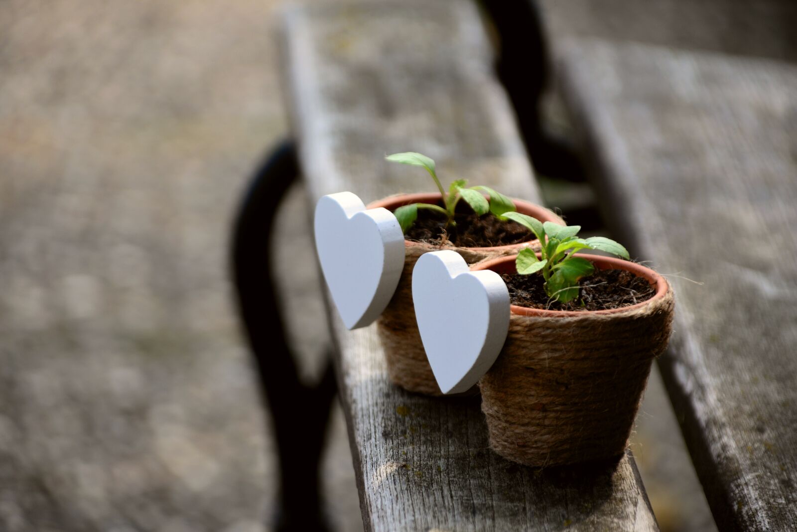 Nikon D610 sample photo. Plant, seedling, gardening photography