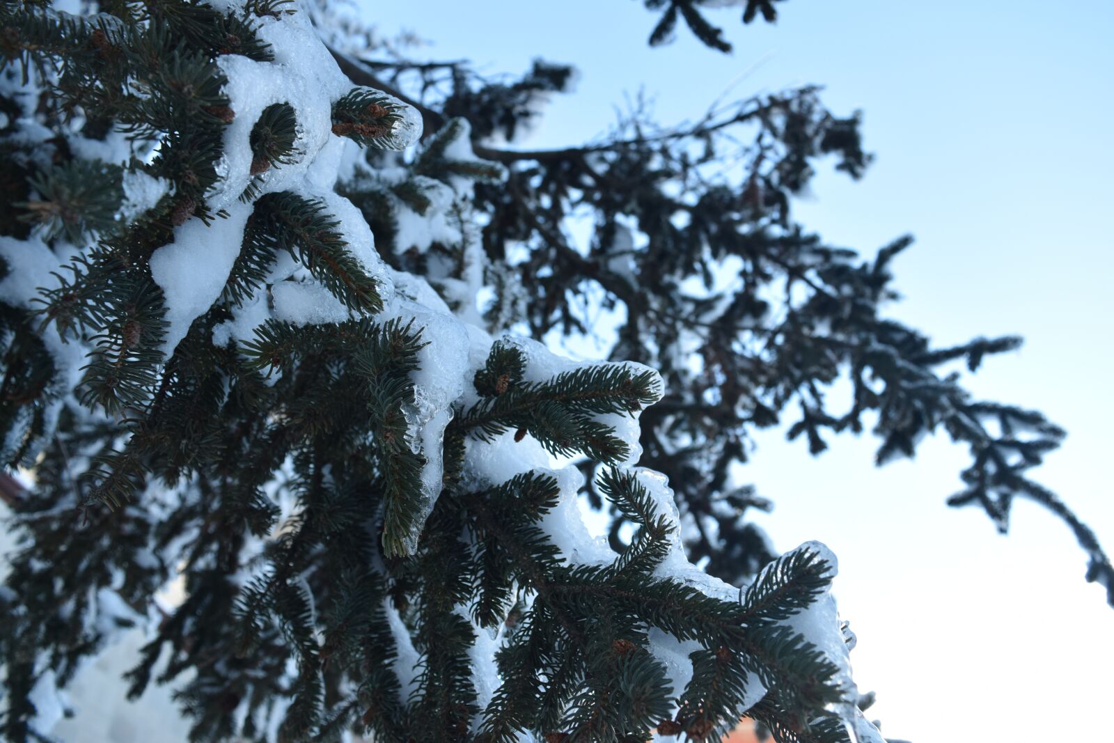 Nikon D5300 sample photo. Snow, ice, evergreen photography
