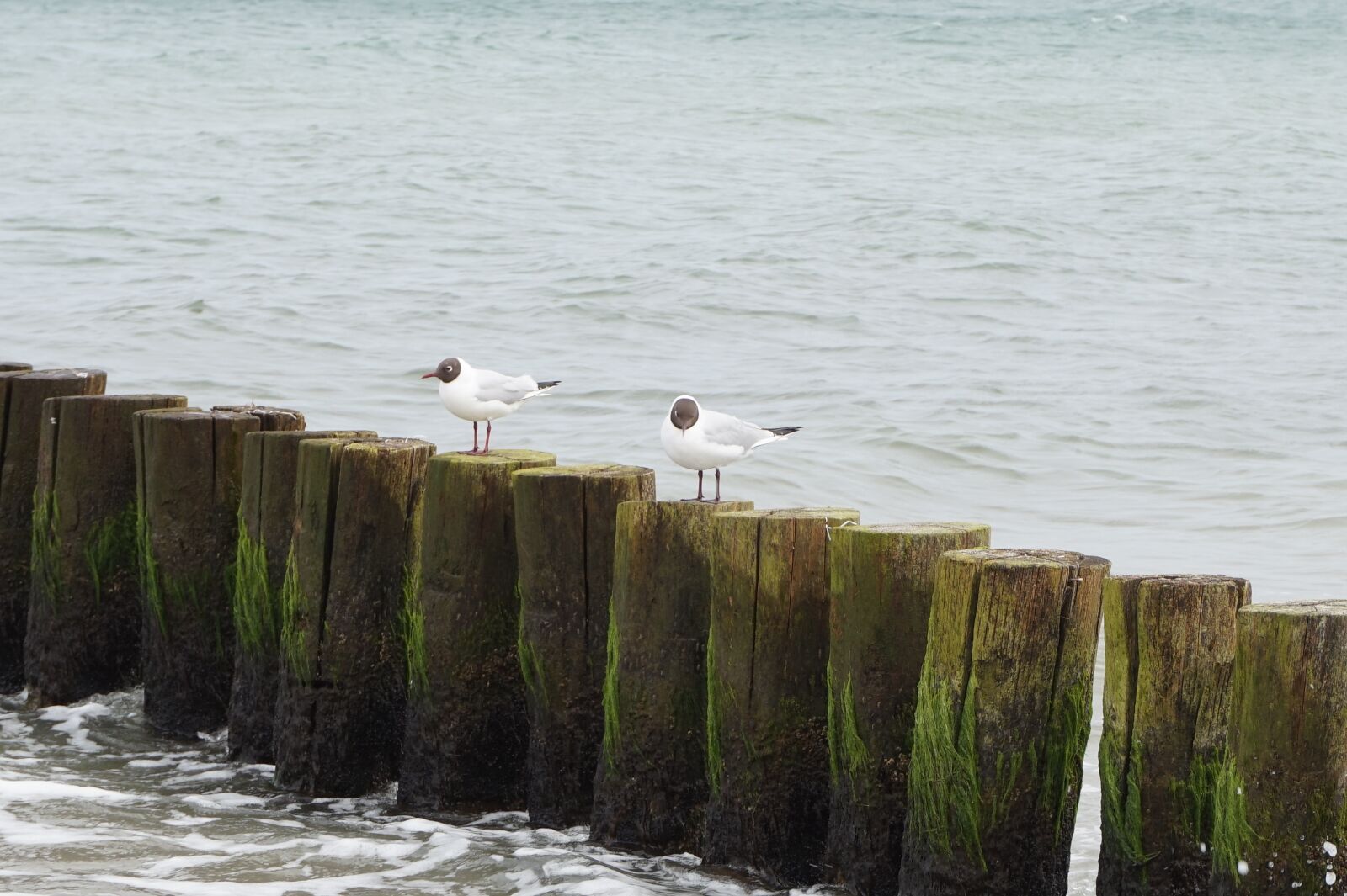Sony Alpha a5000 (ILCE 5000) sample photo. Waters, sea, coast photography
