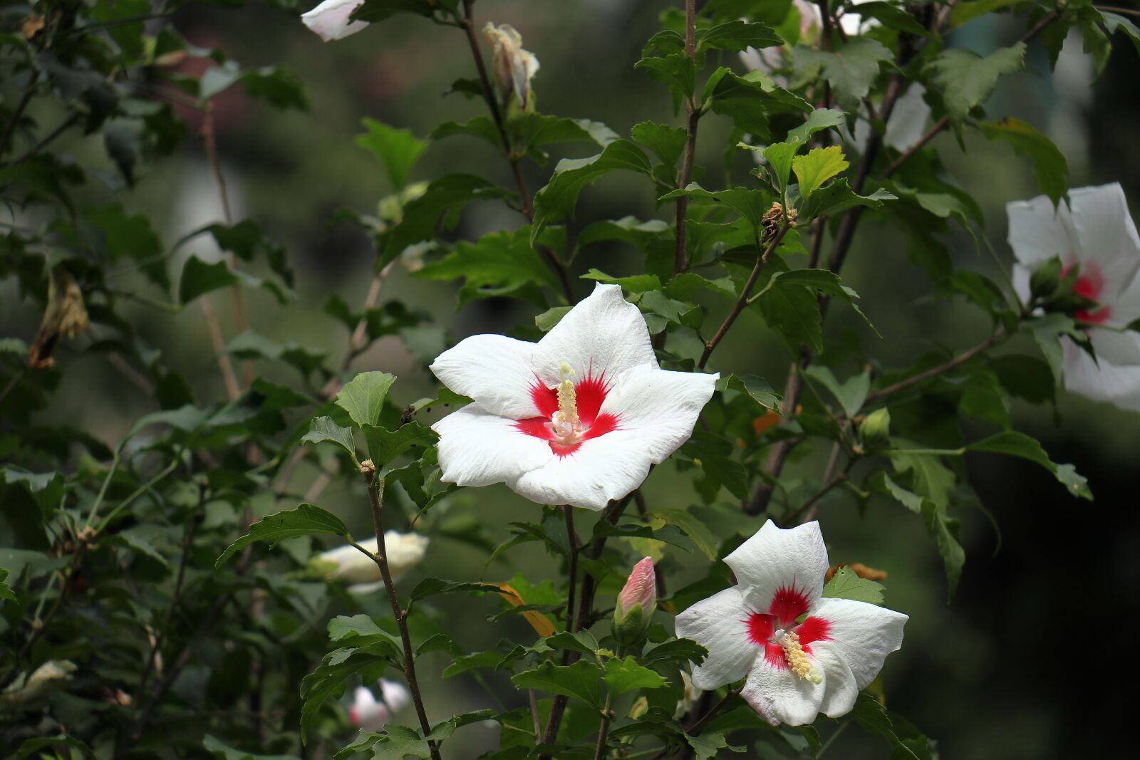 Canon EOS M6 sample photo. Flower, white, nature photography