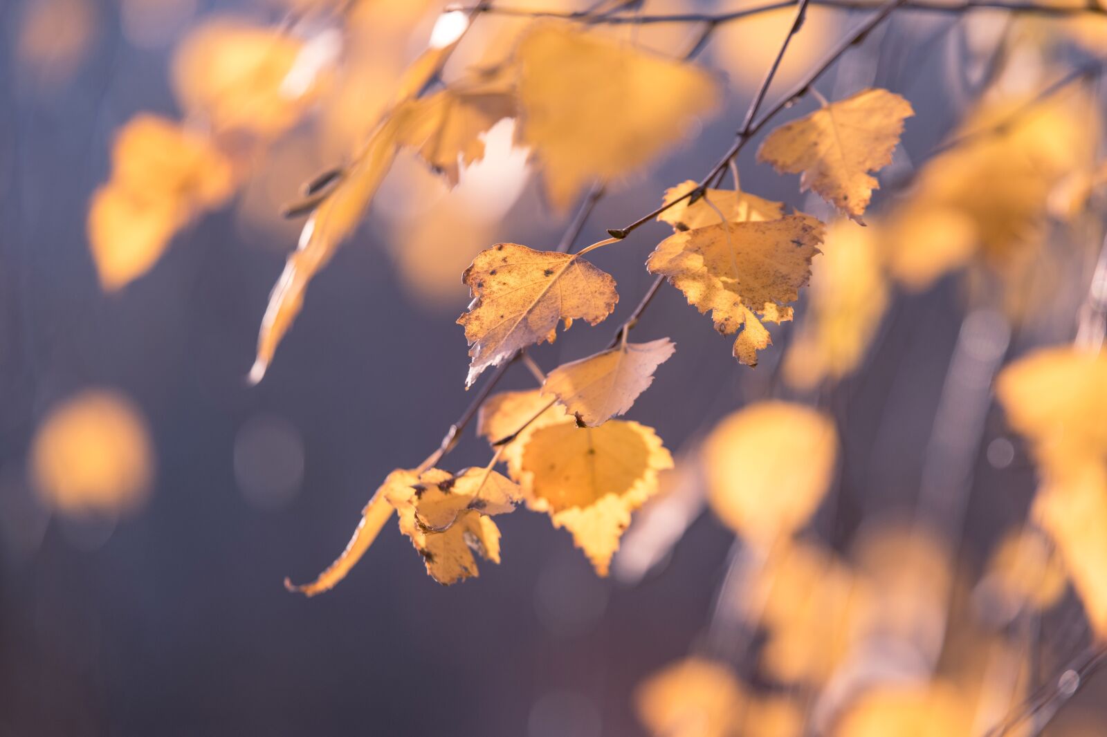 Nikon D5300 sample photo. Autumn, leaf, birch photography