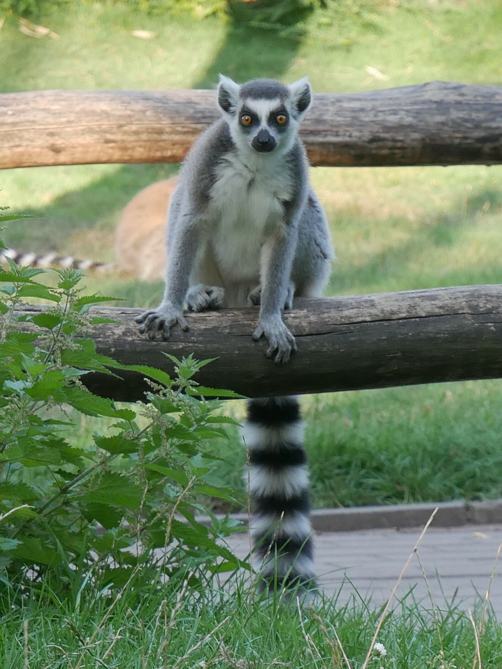 Panasonic DMC-G70 sample photo. Katta, lemur, zoo photography