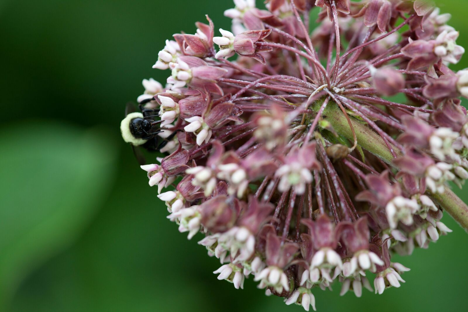 Canon EOS 5D Mark II sample photo. Perennial, plant, bug, insect photography