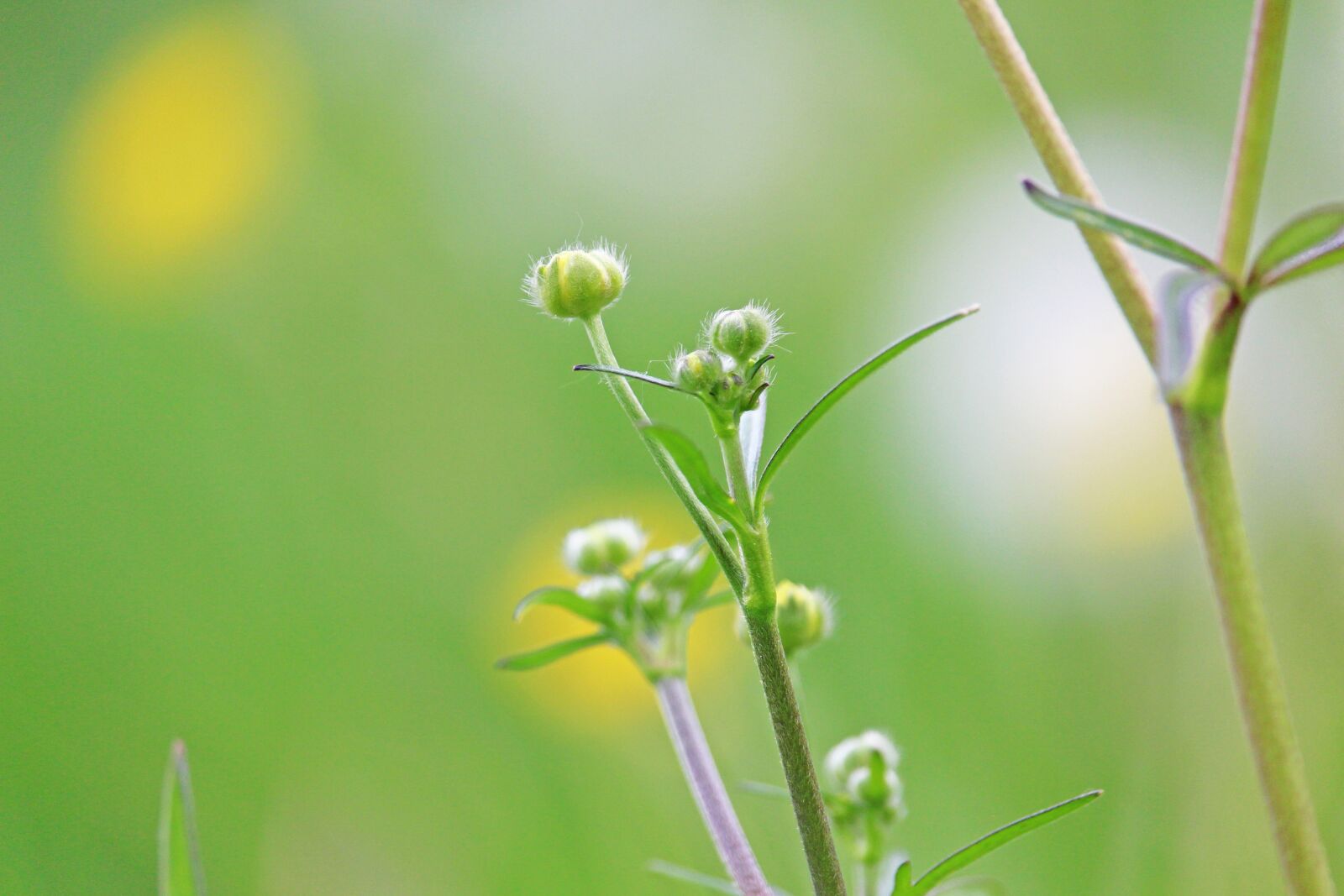 Canon EF-S 55-250mm F4-5.6 IS STM sample photo. Caltha palustris, meadow, nature photography
