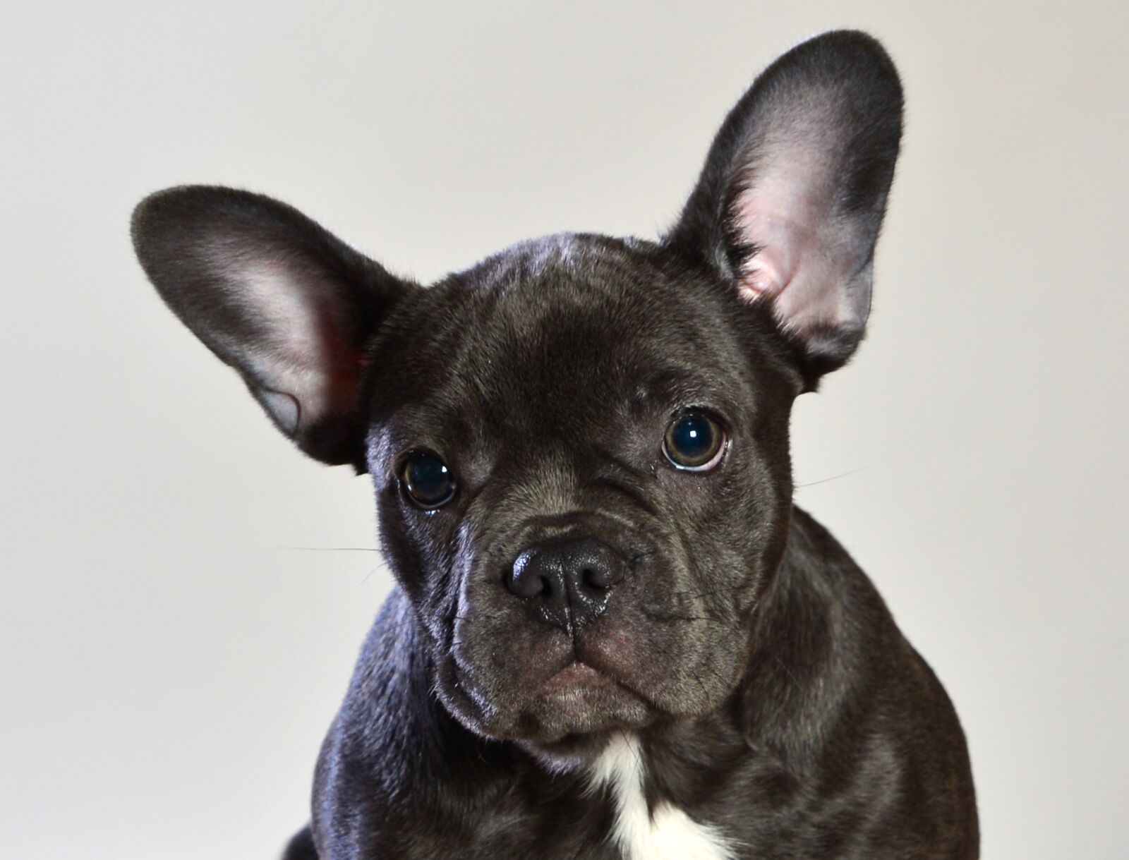 Nikon D600 sample photo. French bulldog blue, dog photography