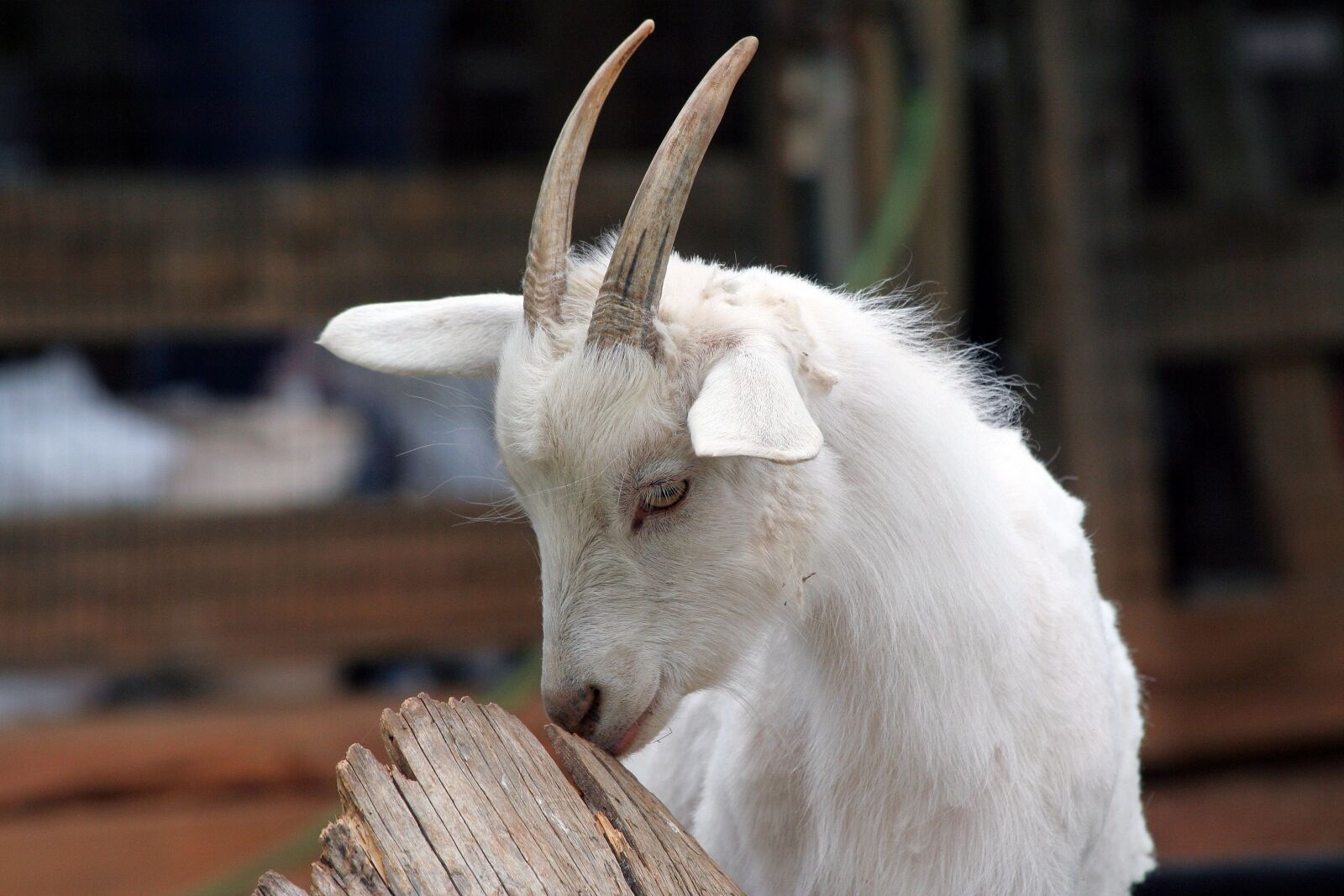 Canon EOS 350D (EOS Digital Rebel XT / EOS Kiss Digital N) sample photo. Goat, animal, farm photography