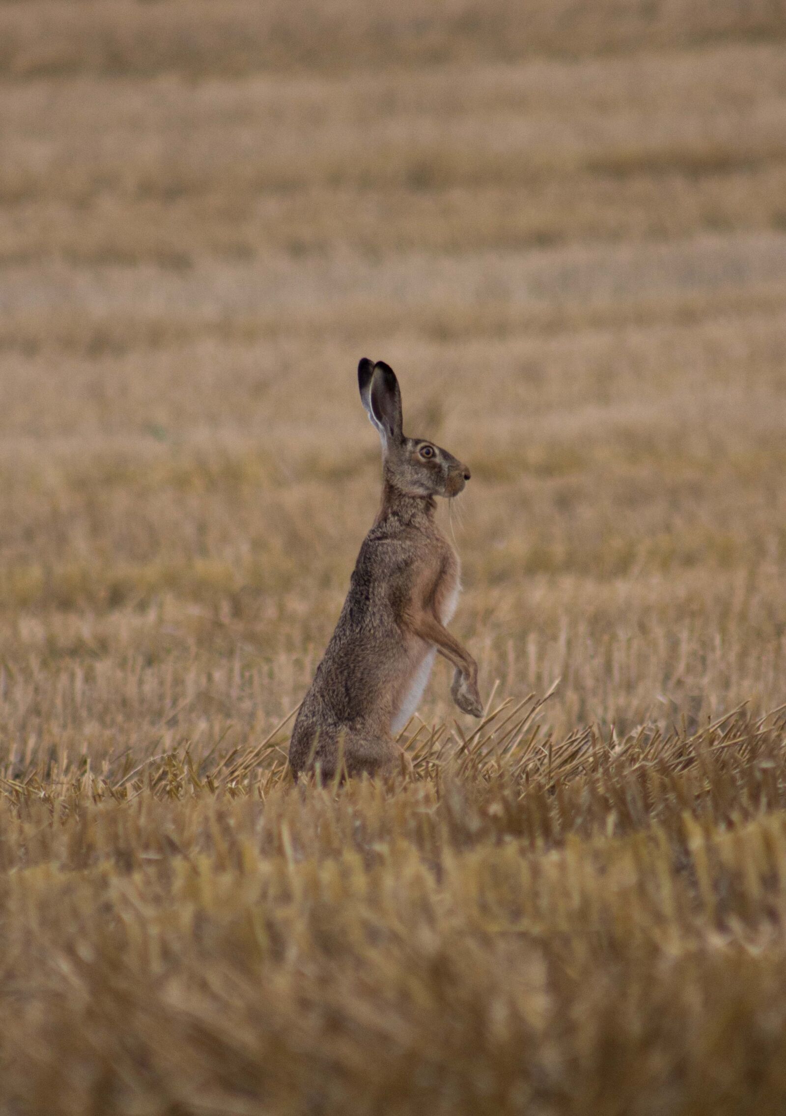 Canon EF75-300mm f/4-5.6 sample photo. Natur, rabbit, bunny photography