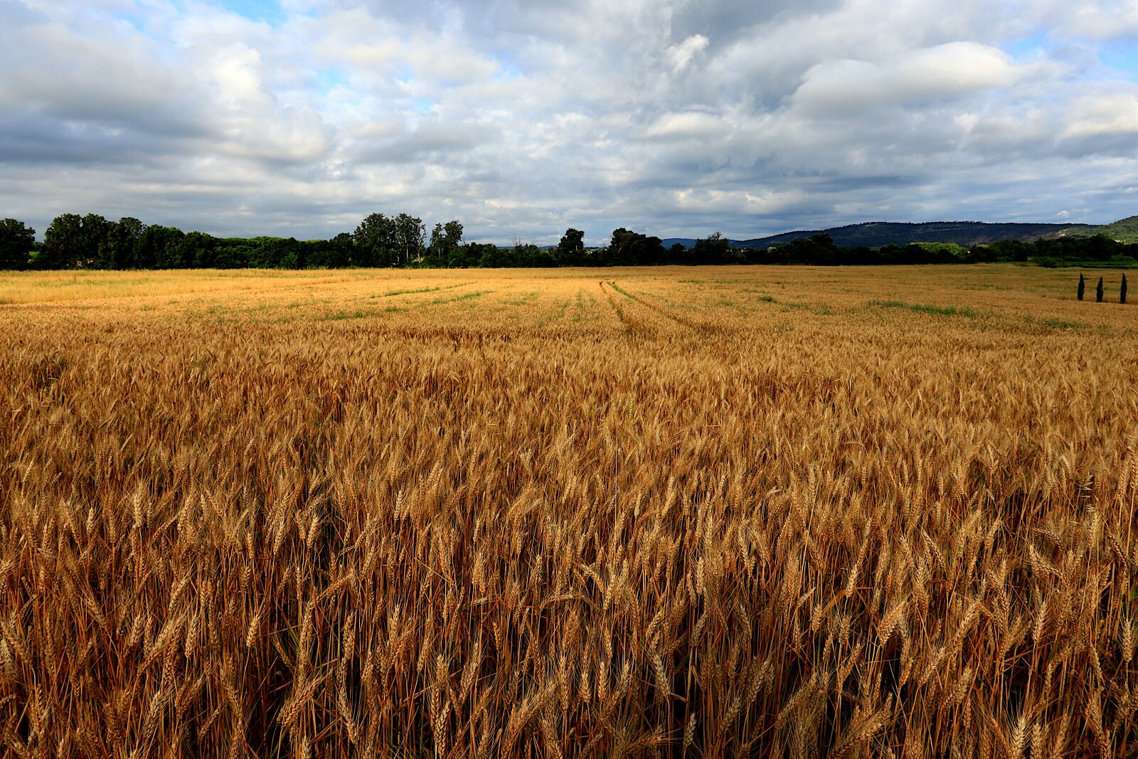 Canon PowerShot G1 X Mark III sample photo. Field, wheat, agriculture photography
