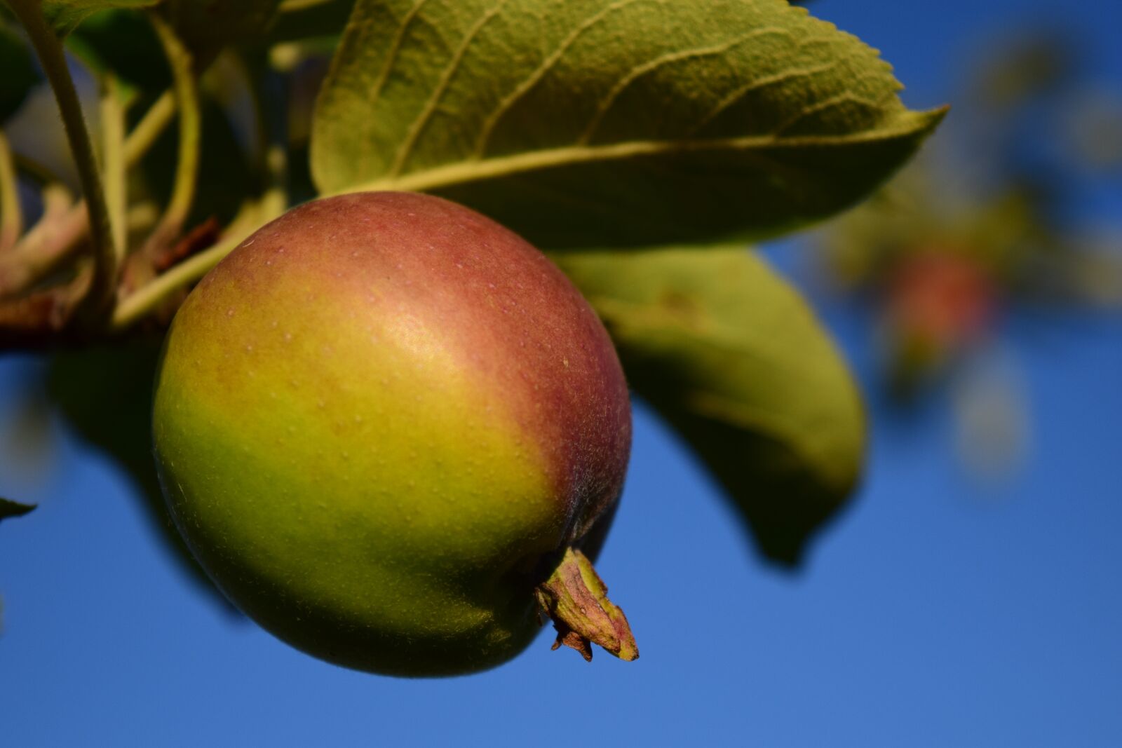 Nikon D3300 sample photo. Apple, tree, fruit photography