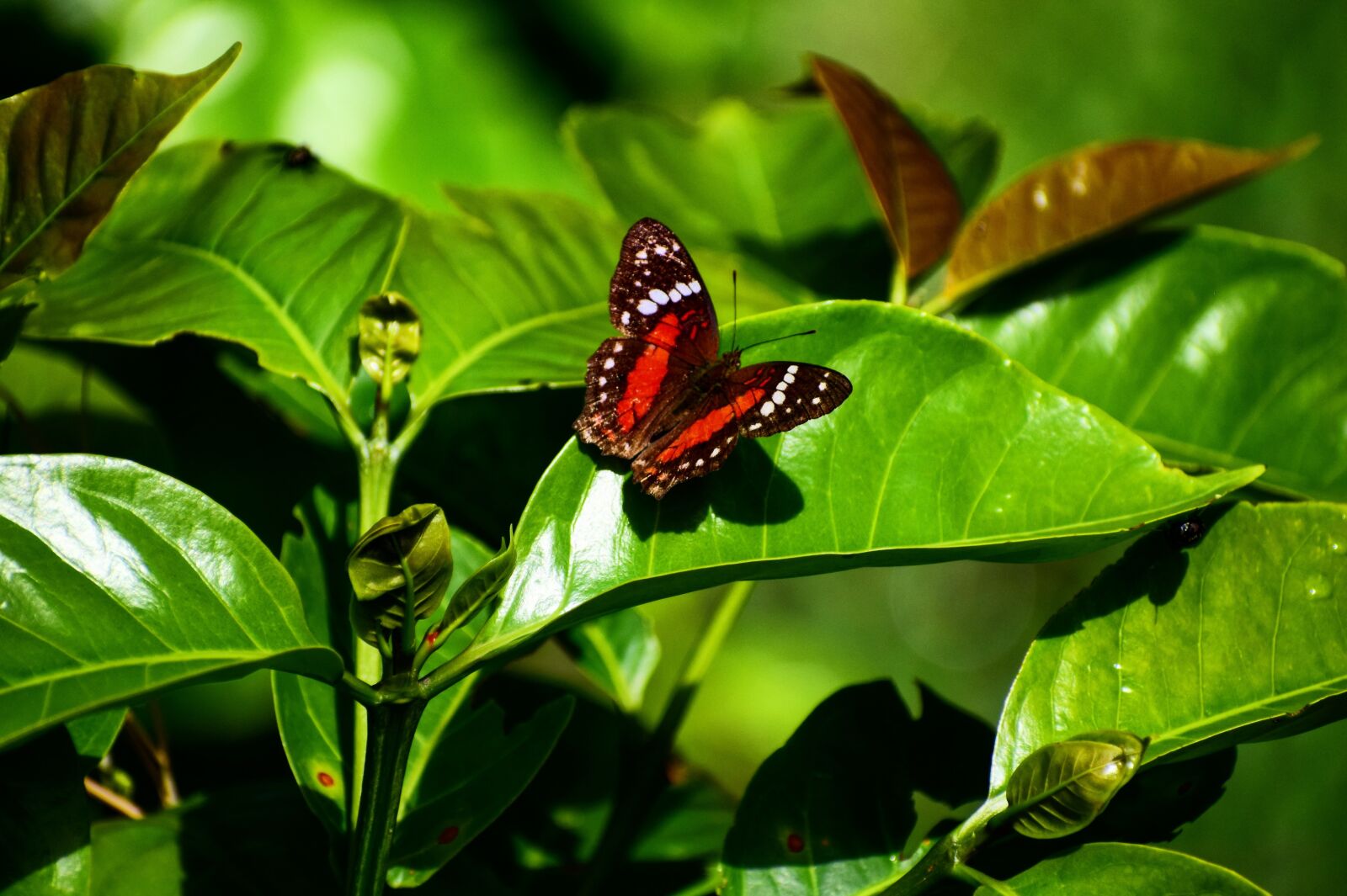 Nikon D5300 sample photo. Butterfly, plant, nature photography