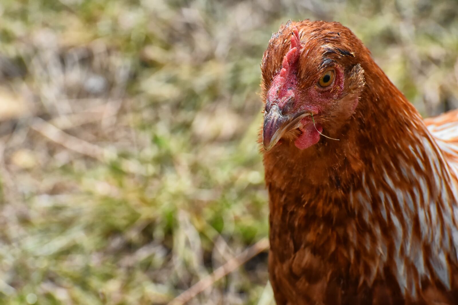 Nikon D7200 sample photo. Chicken, poultry, plumage photography