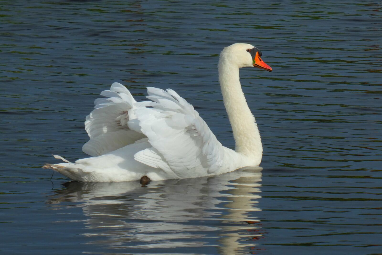 Panasonic Lumix DC-ZS70 (Lumix DC-TZ90) sample photo. Swans, reflection, feathers photography
