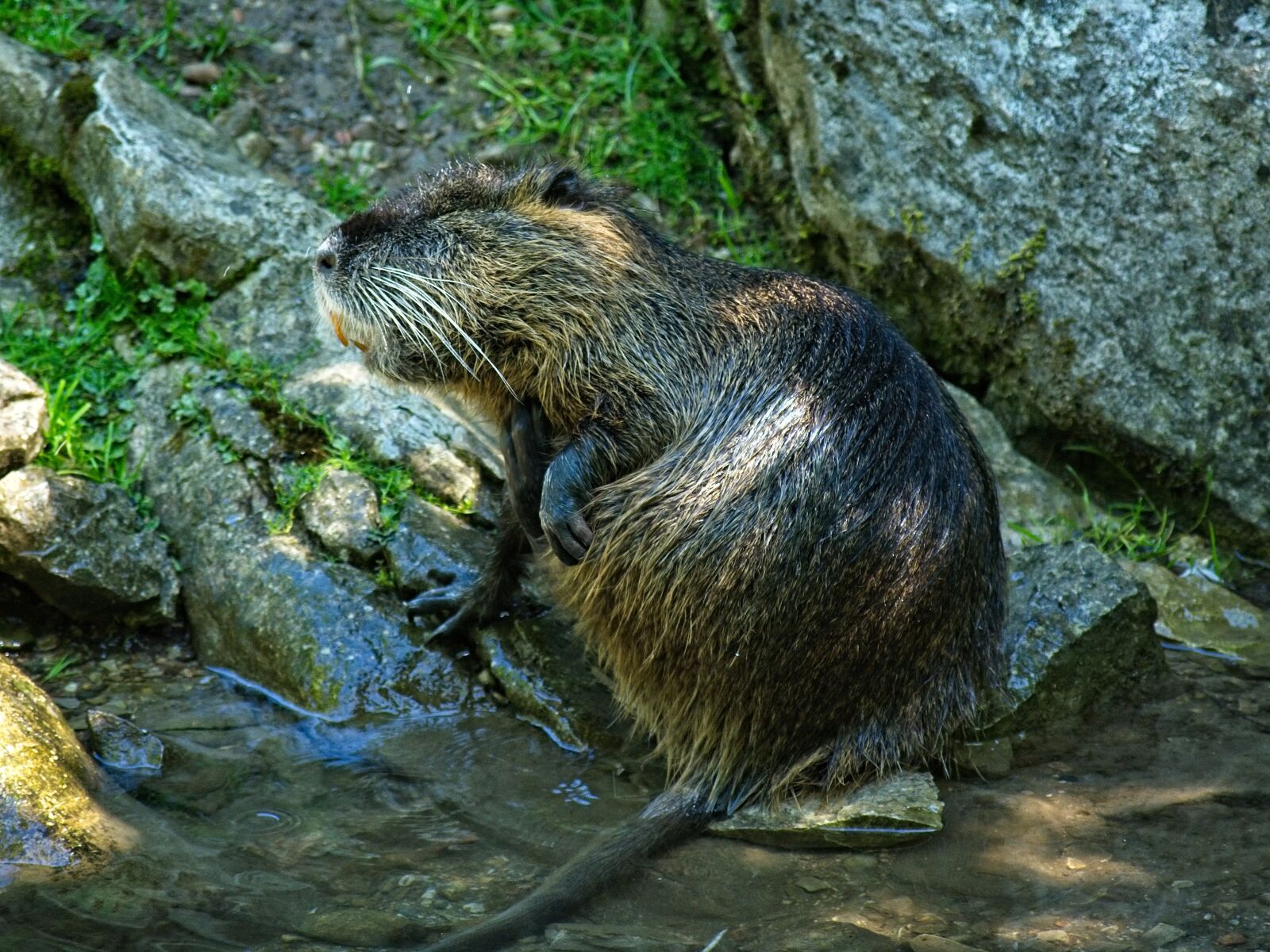 Nikon D7100 sample photo. Nutria, coypu, rodent photography