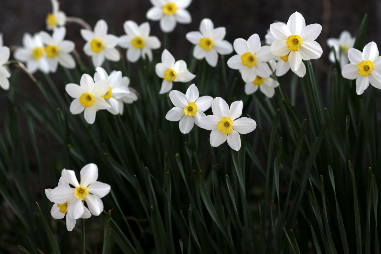 Canon EF 85mm F1.8 USM sample photo. Daffodil, white, flower photography