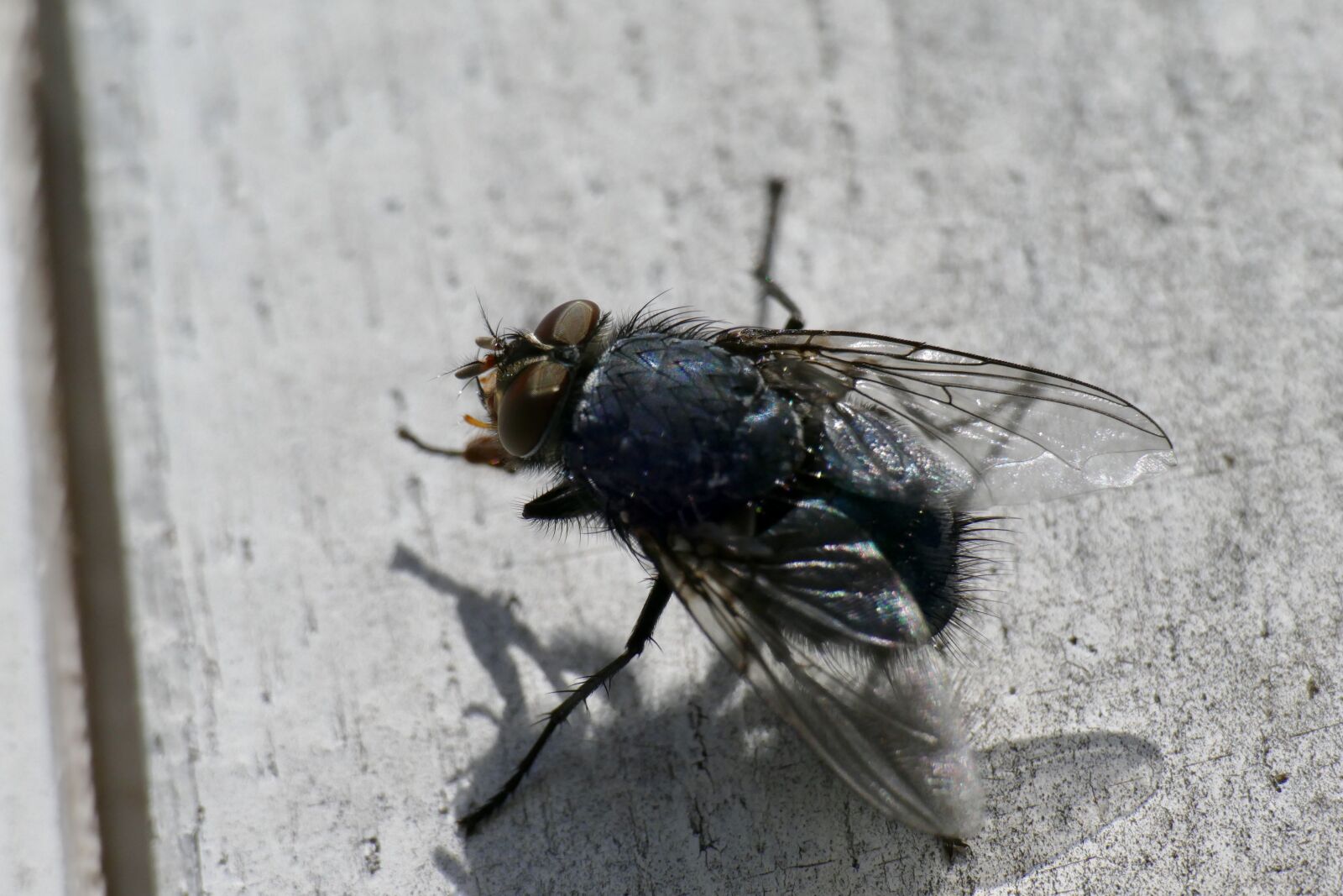 Panasonic Lumix DMC-FZ1000 sample photo. Fly, macro, close up photography