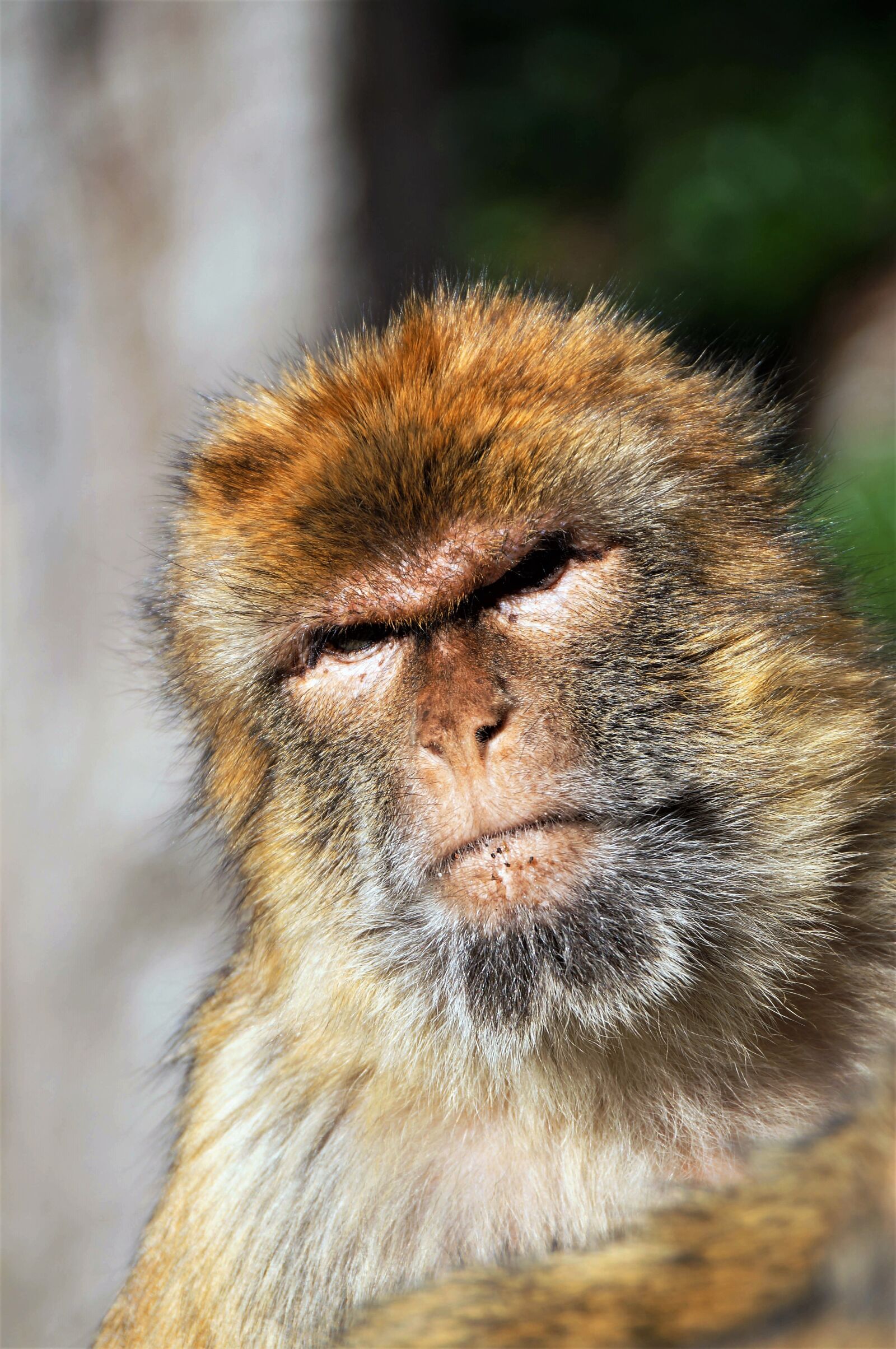 Sony SLT-A57 + Sony DT 18-250mm F3.5-6.3 sample photo. Gibraltar, barbary macaque, animal photography