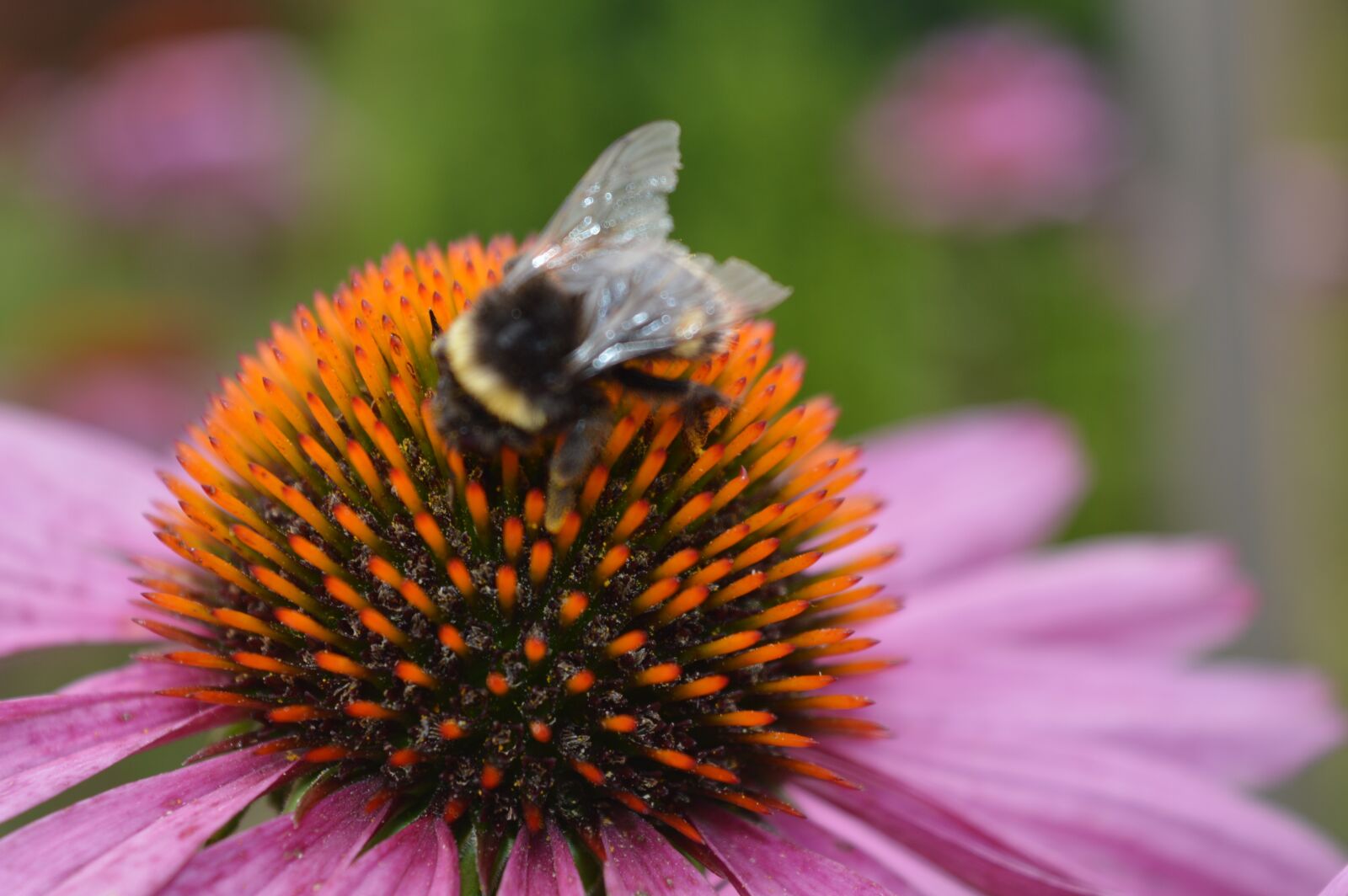 Nikon D3200 sample photo. Bumble-bee, close up, insect photography