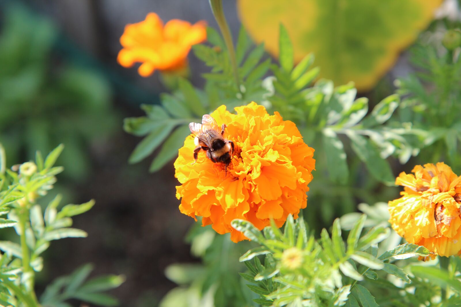 Canon EOS 600D (Rebel EOS T3i / EOS Kiss X5) sample photo. Rose of india, yellow photography