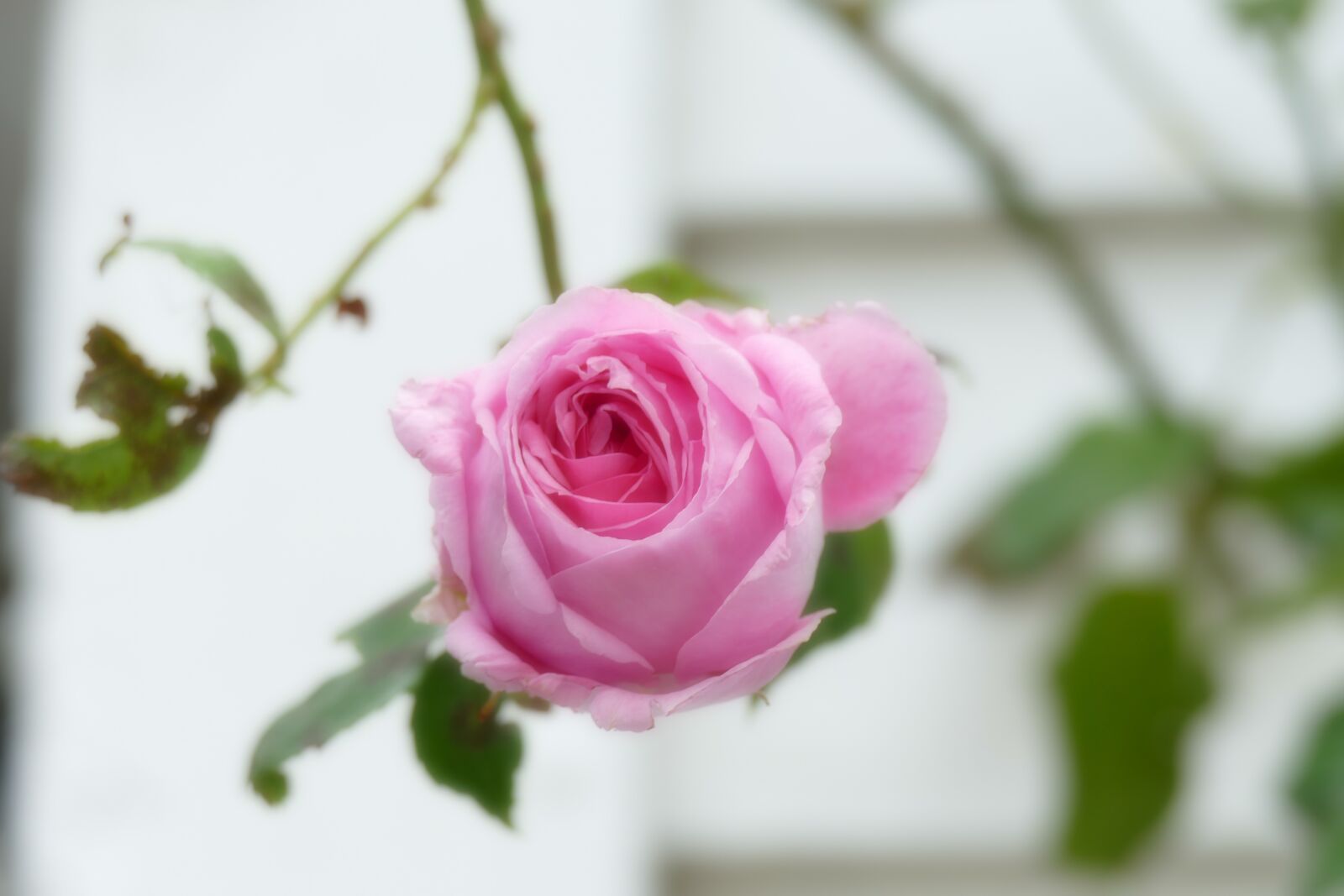 Panasonic Lumix DMC-FZ1000 sample photo. Rose, plant, nature photography