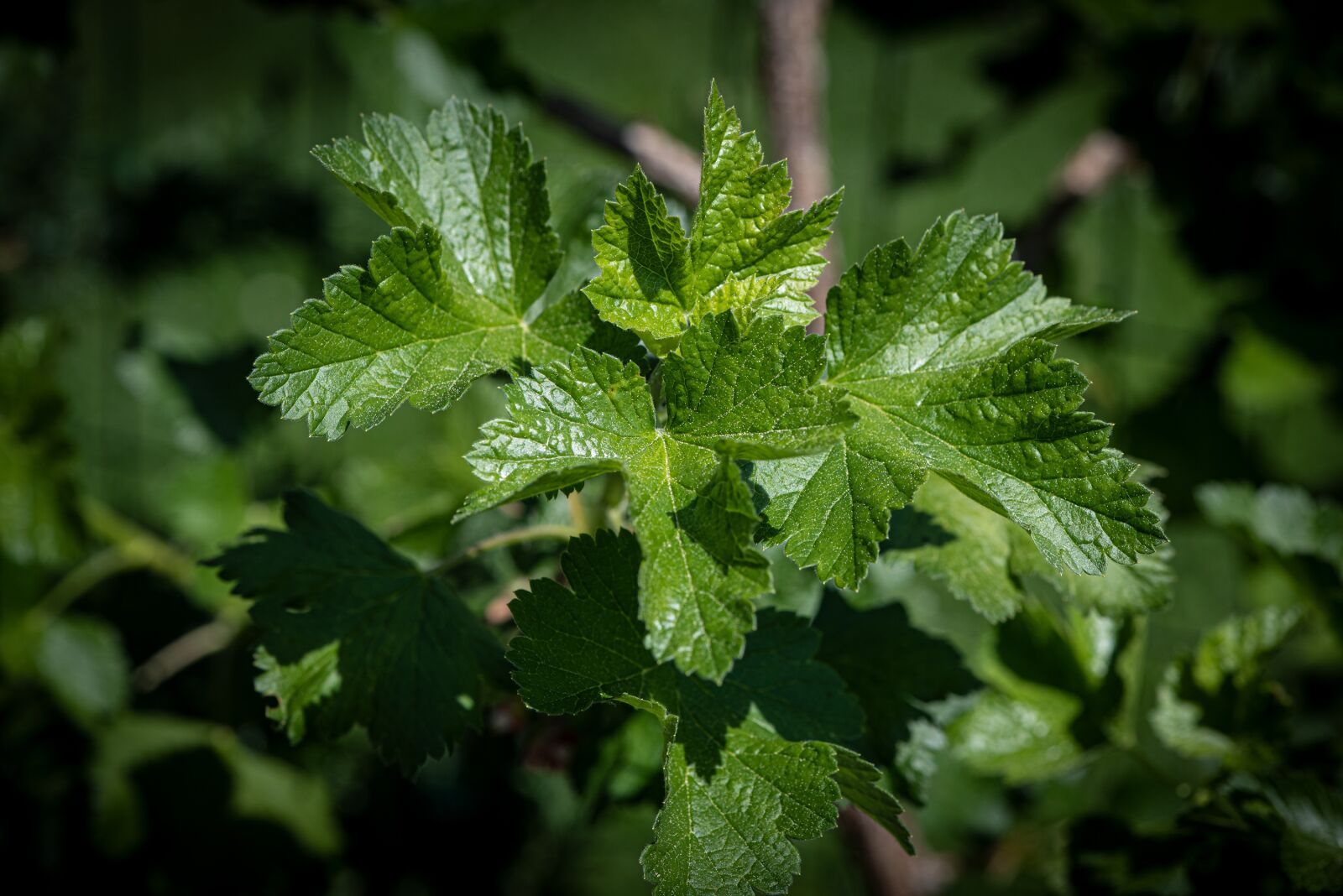 Nikon D750 sample photo. Leaves, green, bush photography