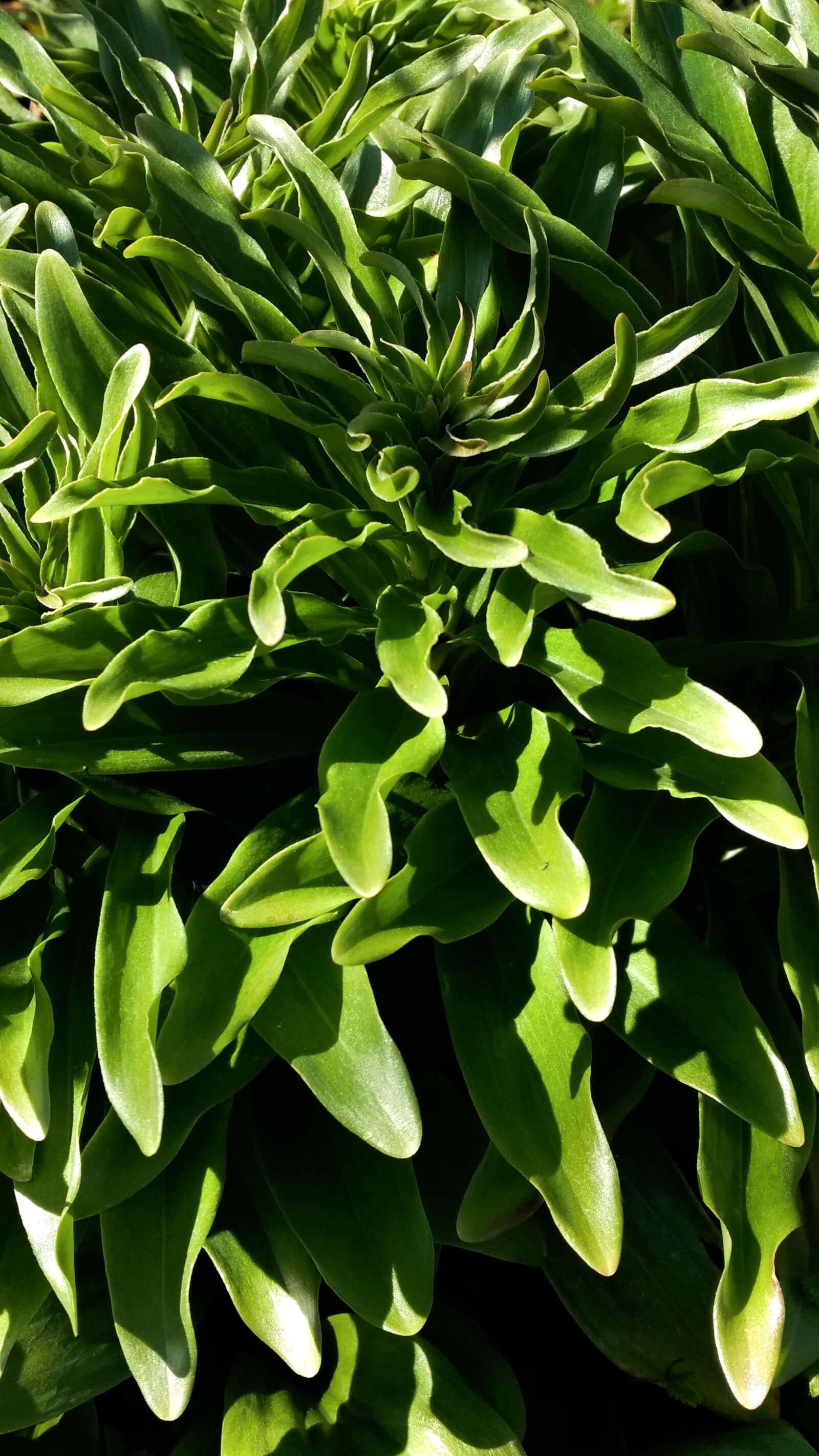 Motorola Moto G (4) sample photo. Leaf, flora, nature photography
