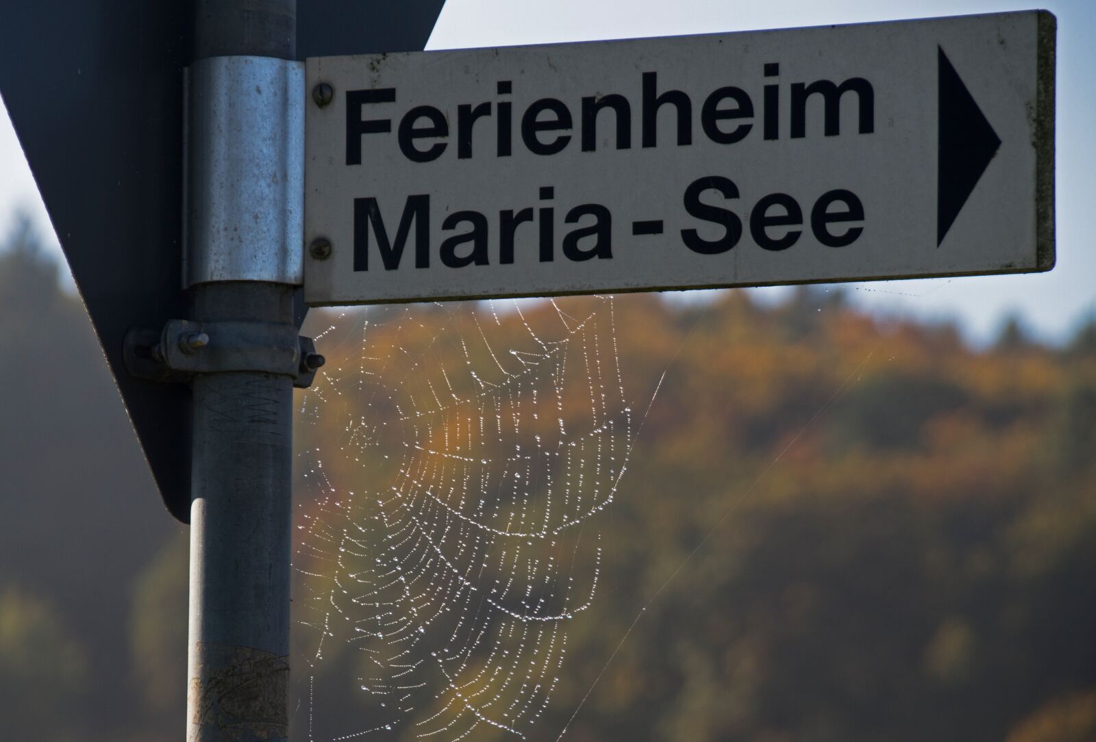 Canon EOS 7D sample photo. Cobweb, web, autumn photography