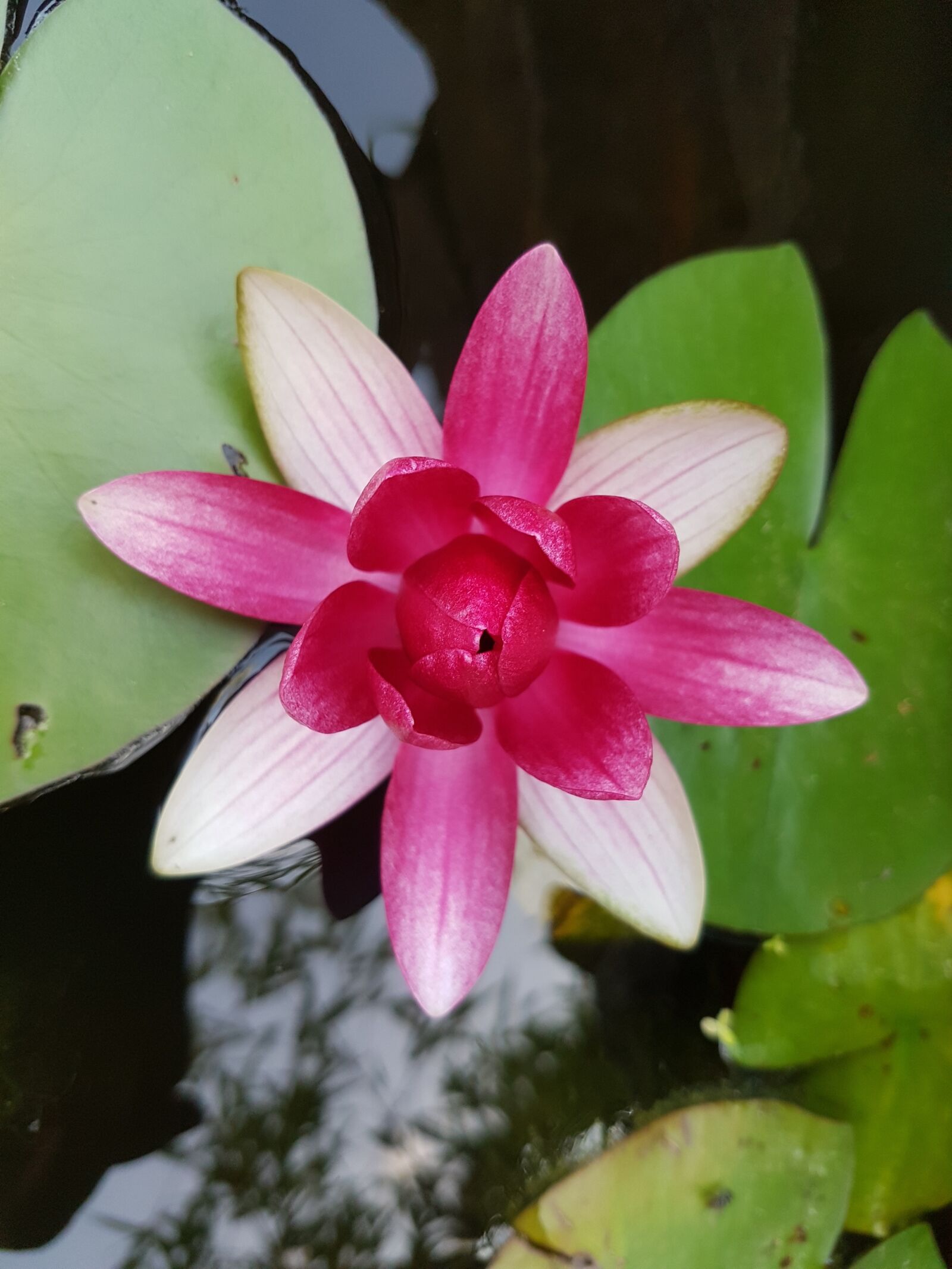 Samsung Galaxy S7 Edge sample photo. Water lily, pond, garden photography