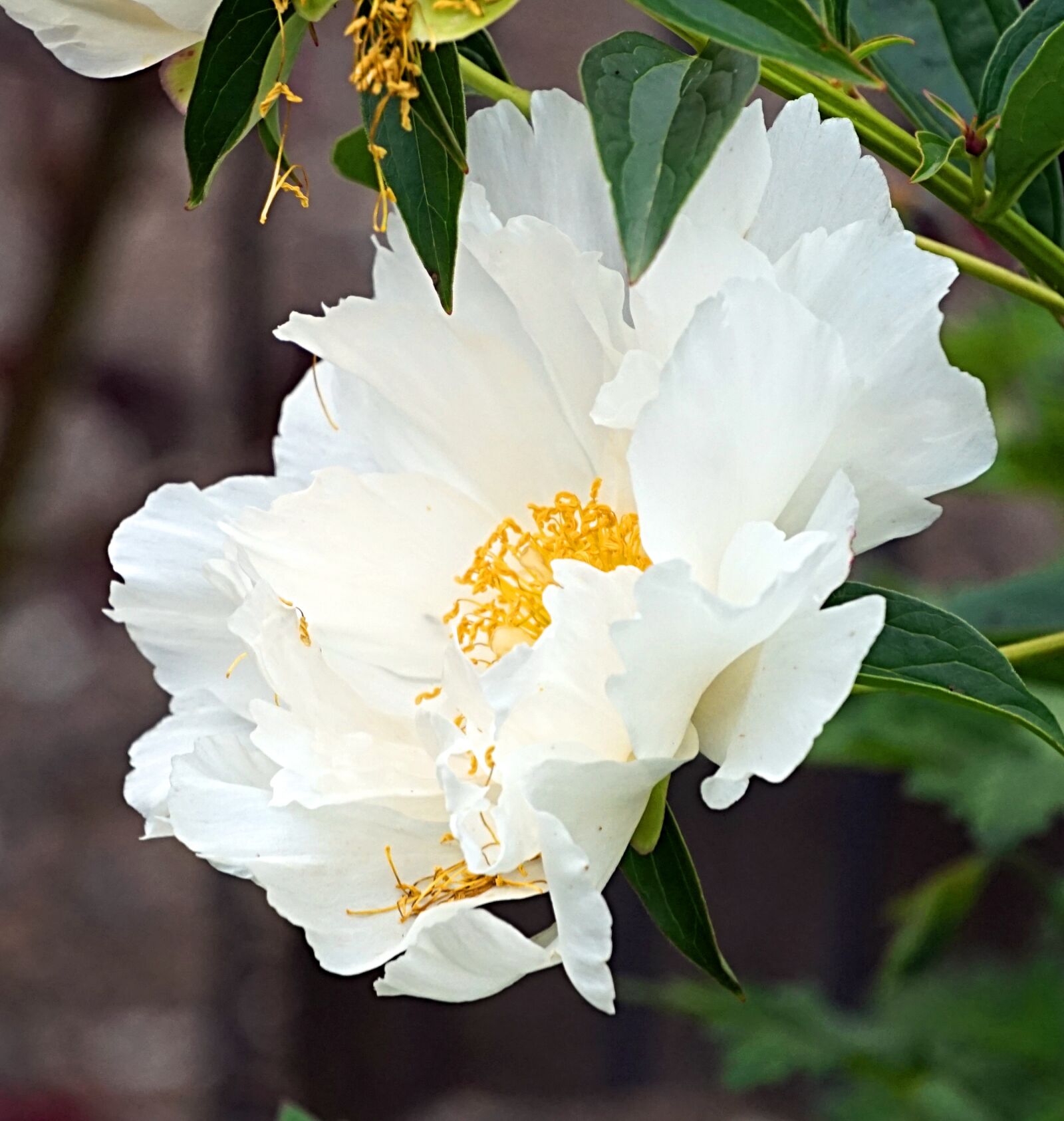 Sony Alpha a5000 (ILCE 5000) + Sony E 55-210mm F4.5-6.3 OSS sample photo. Peony, white, blossom photography