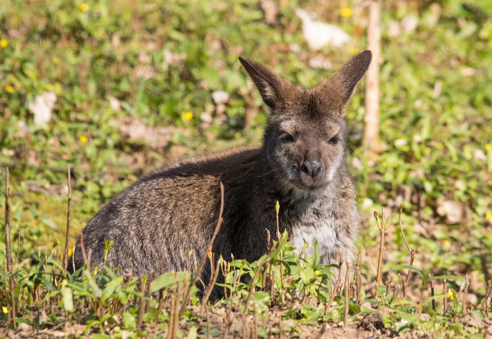Canon EOS 80D sample photo. Kangaroo, zoo, animal photography