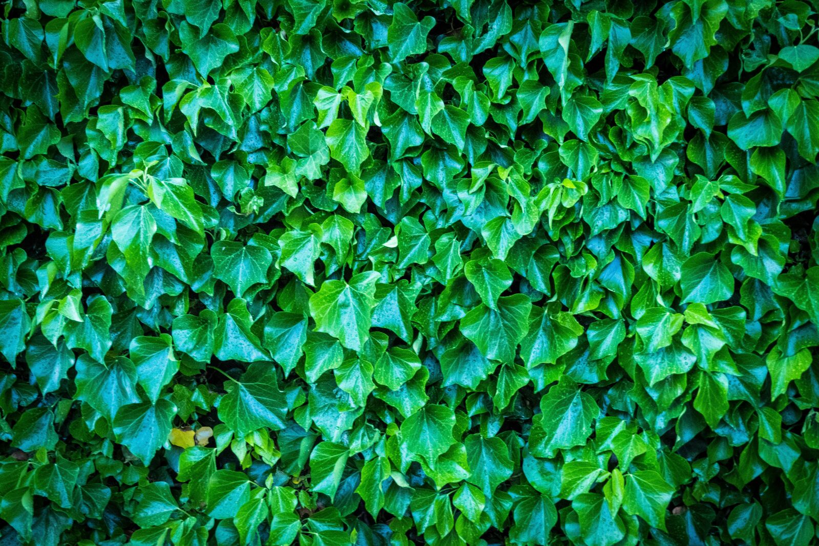Fujifilm X-T2 sample photo. Wall, green, leaves photography