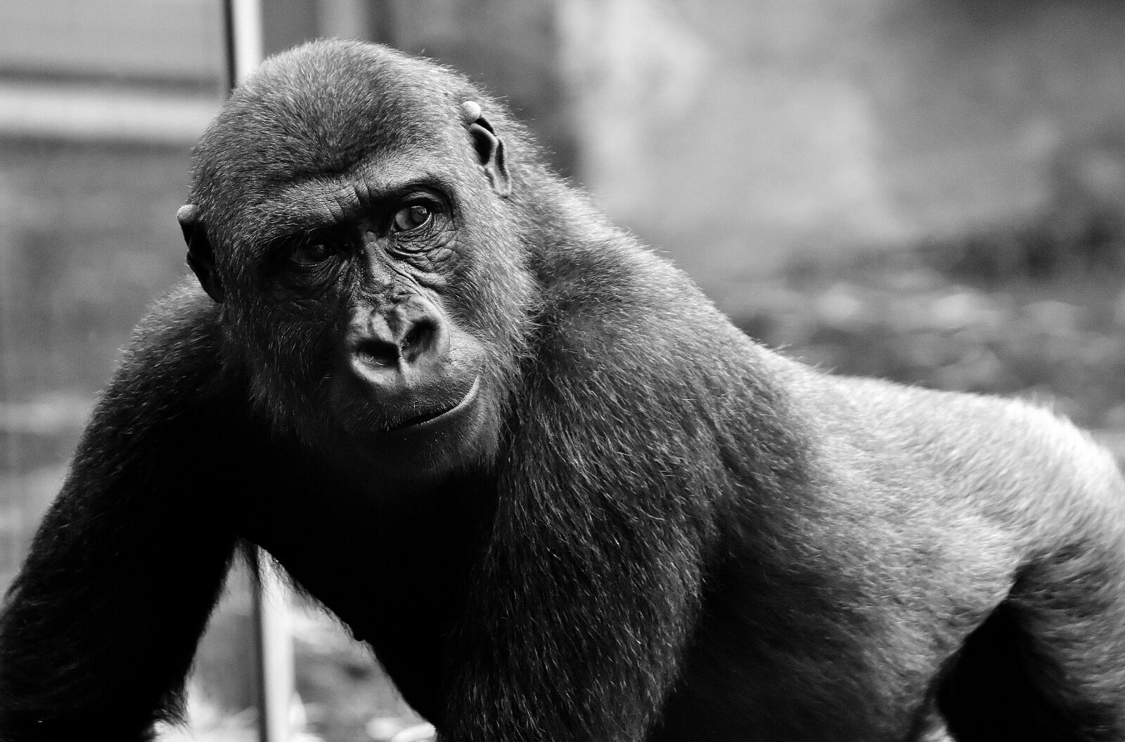 Nikon D7200 sample photo. Gorilla, view, dangerous photography