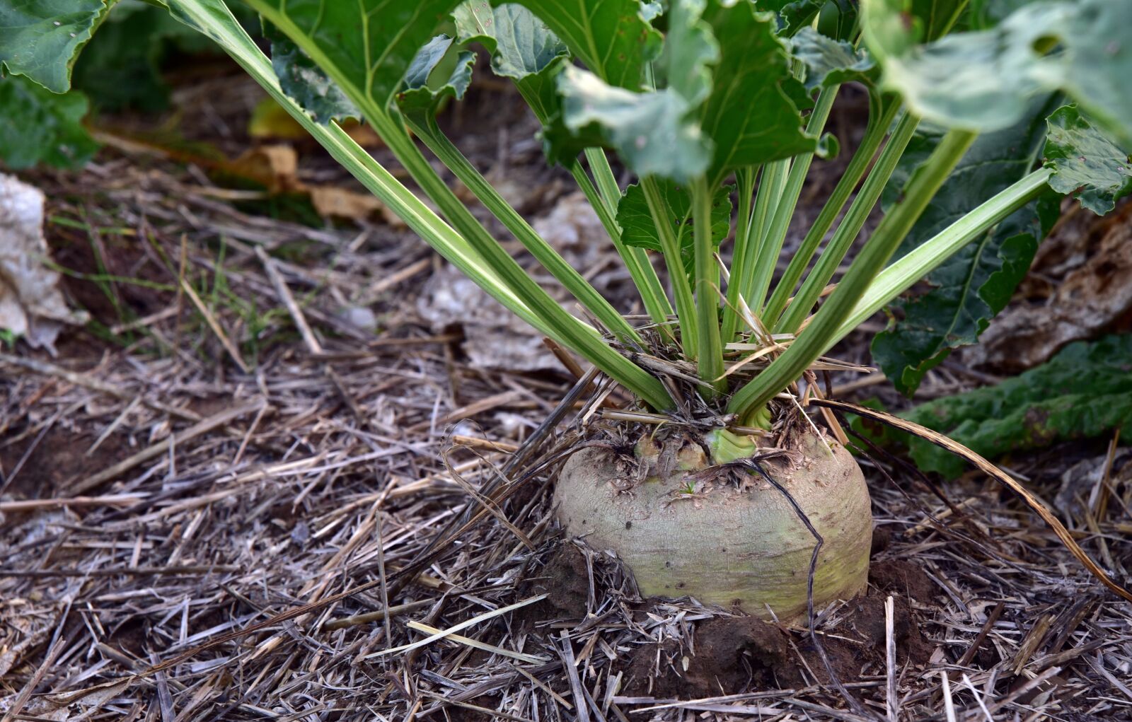 Nikon D750 sample photo. Sugar beet, turnip, agriculture photography