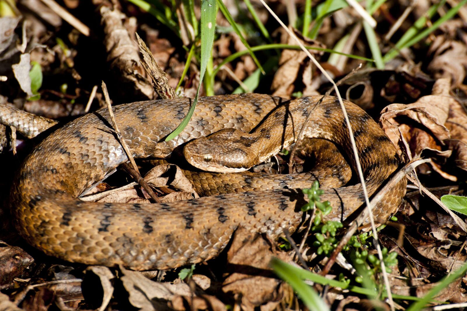 Nikon D700 sample photo. Viper, snake, reptile photography