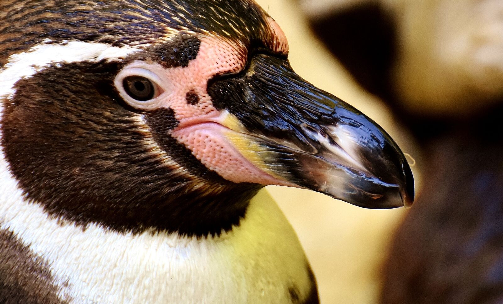 Nikon D7200 sample photo. Penguin, animal, animal world photography