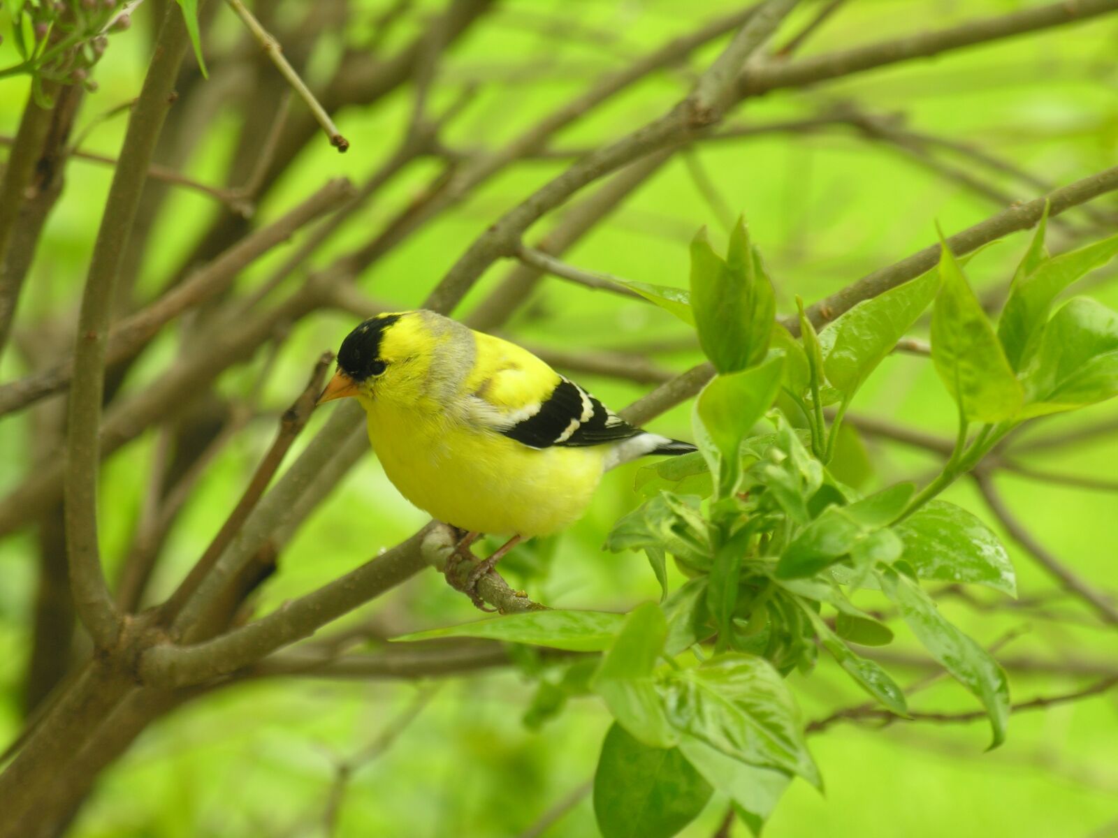 Nikon E8800 sample photo. Bird, branch, feeding photography
