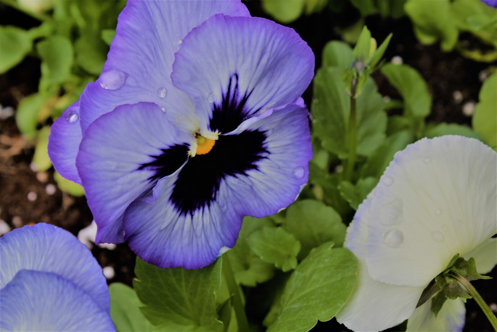 Canon EOS 1300D (EOS Rebel T6 / EOS Kiss X80) sample photo. Flower, pansy, plant photography