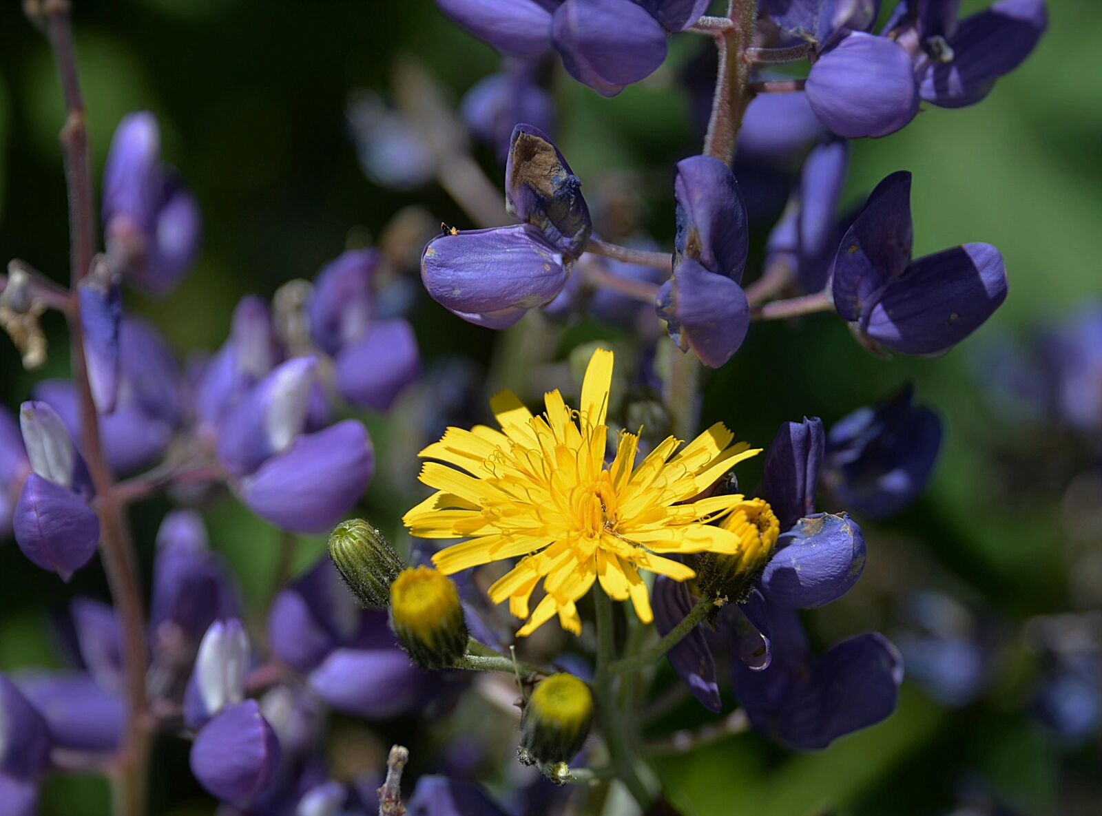 Nikon D610 sample photo. Hawkweed, blossom, bloom photography