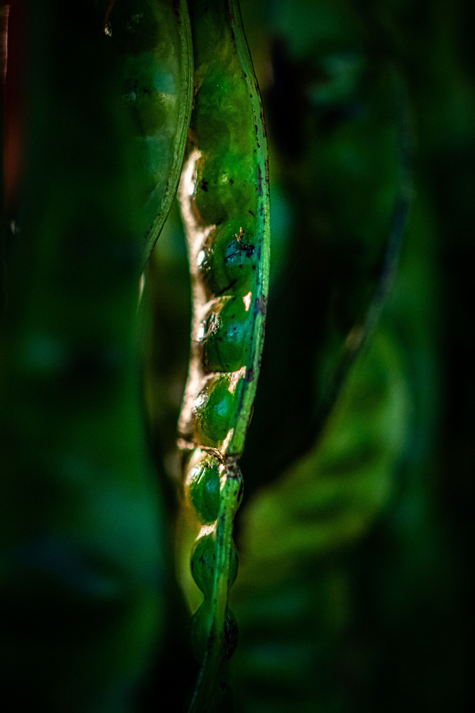 Nikon D500 sample photo. Petai, bean, green photography