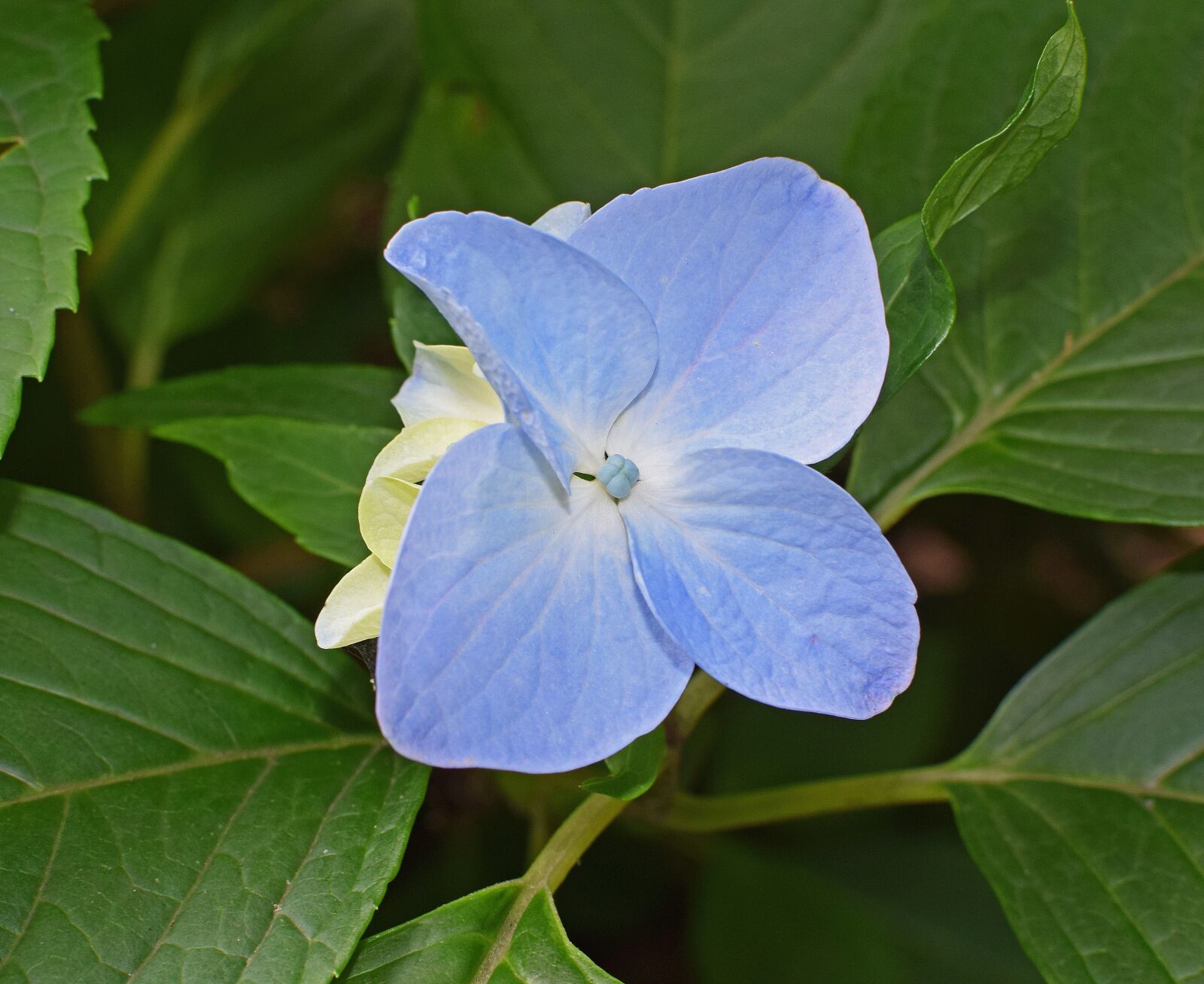 Nikon D3300 sample photo. Single blue hydrangea, hydrangea photography