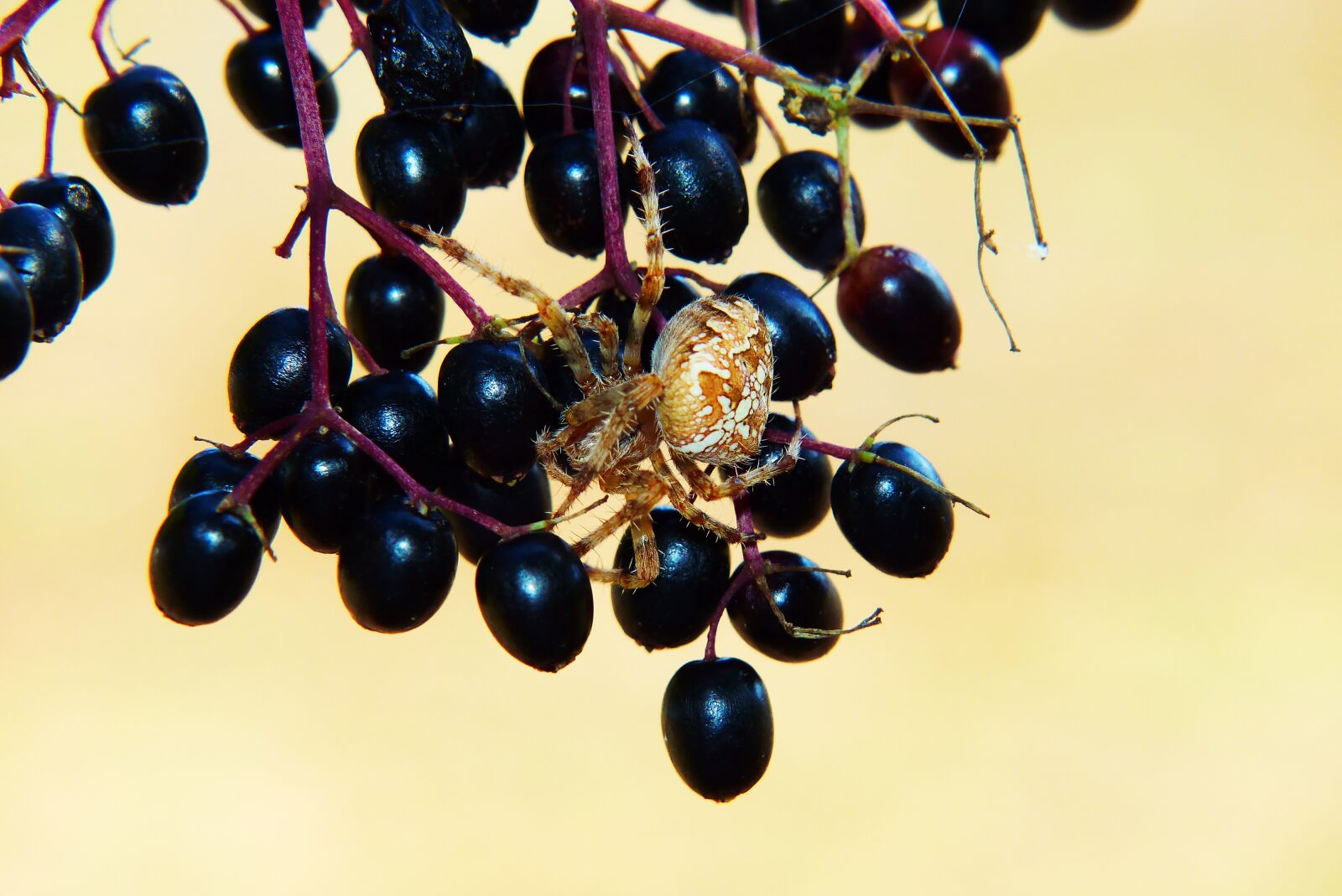 Panasonic Lumix DMC-FZ200 sample photo. But when orange, spider photography