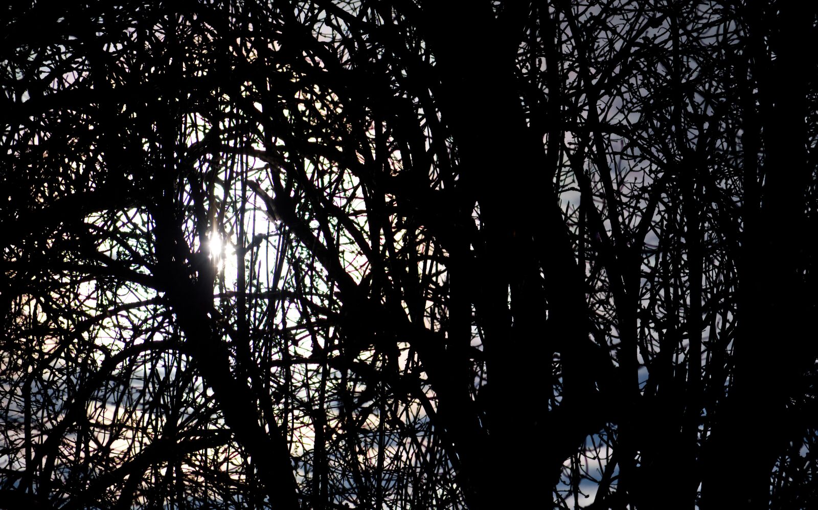 Nikon D5500 sample photo. Backlighting, branch, tree photography
