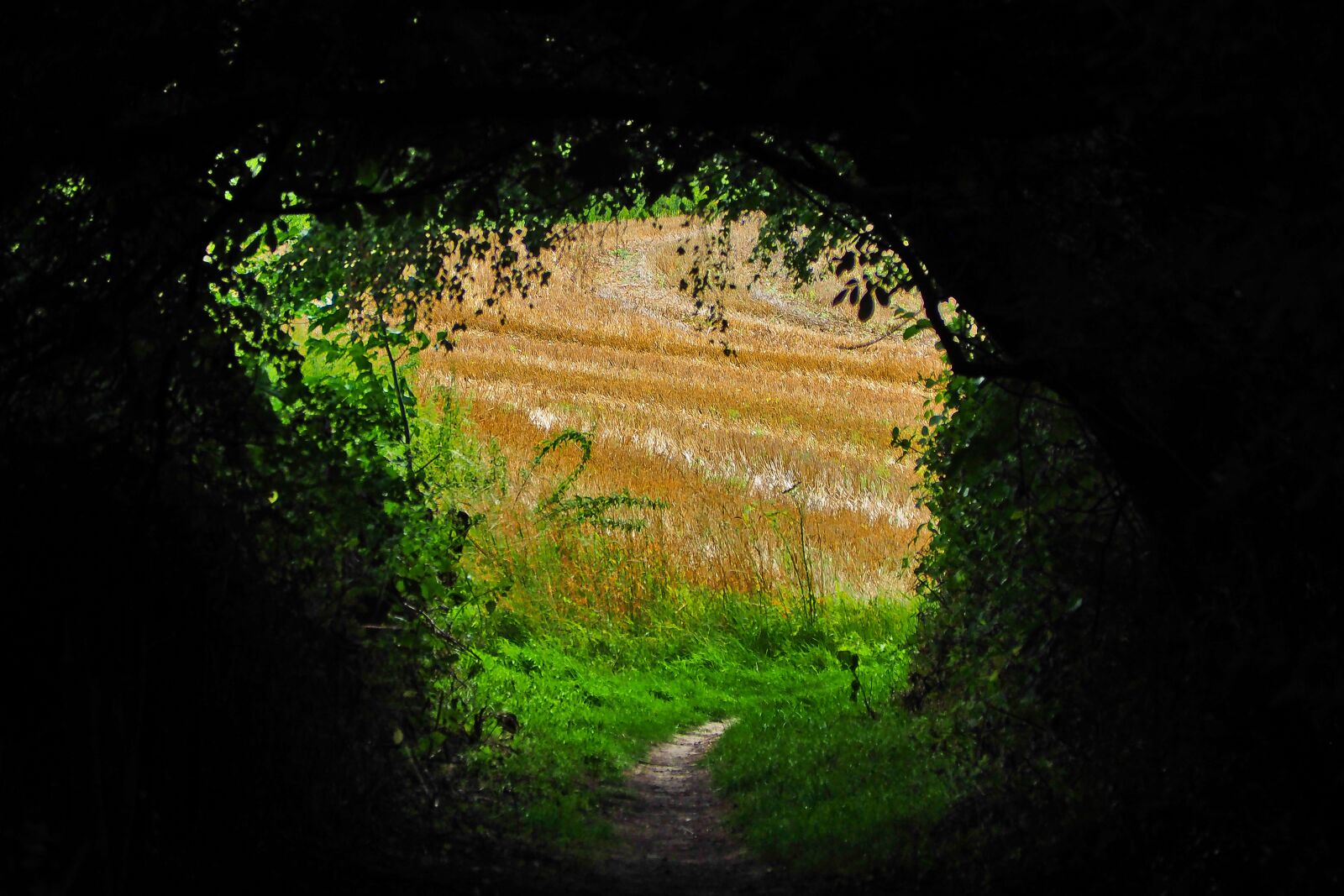 Olympus OM-D E-M10 sample photo. Landscape, field, nature photography