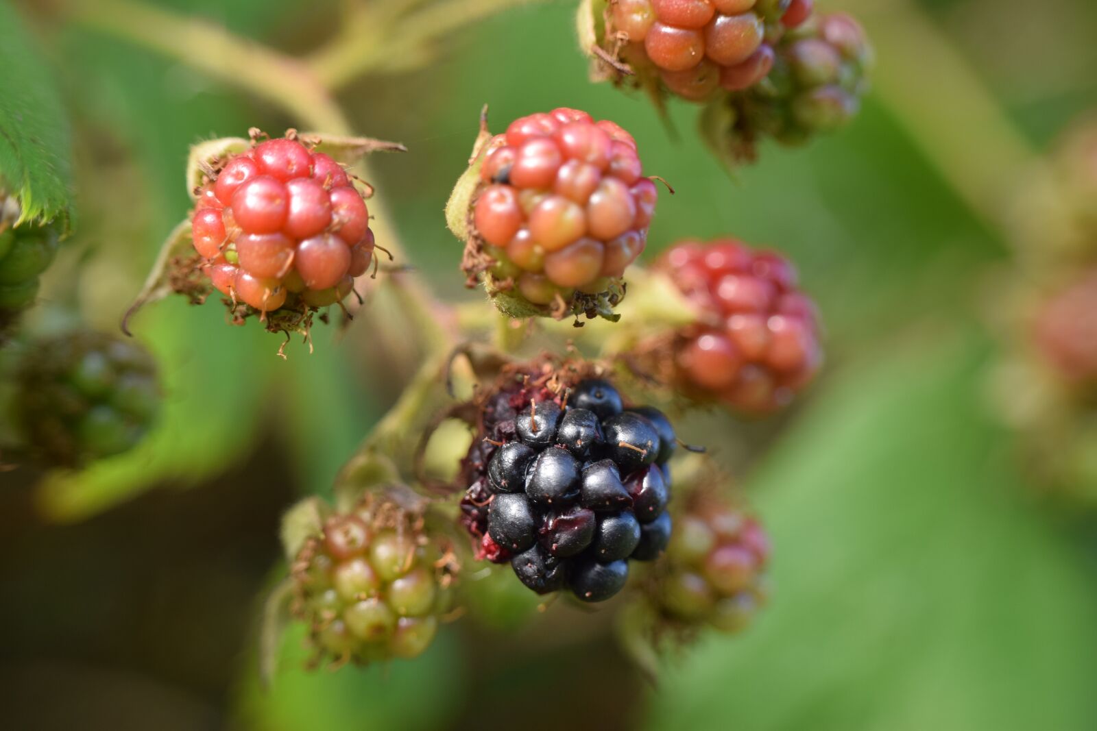 Nikon D5300 sample photo. Blackberries, macro, n photography