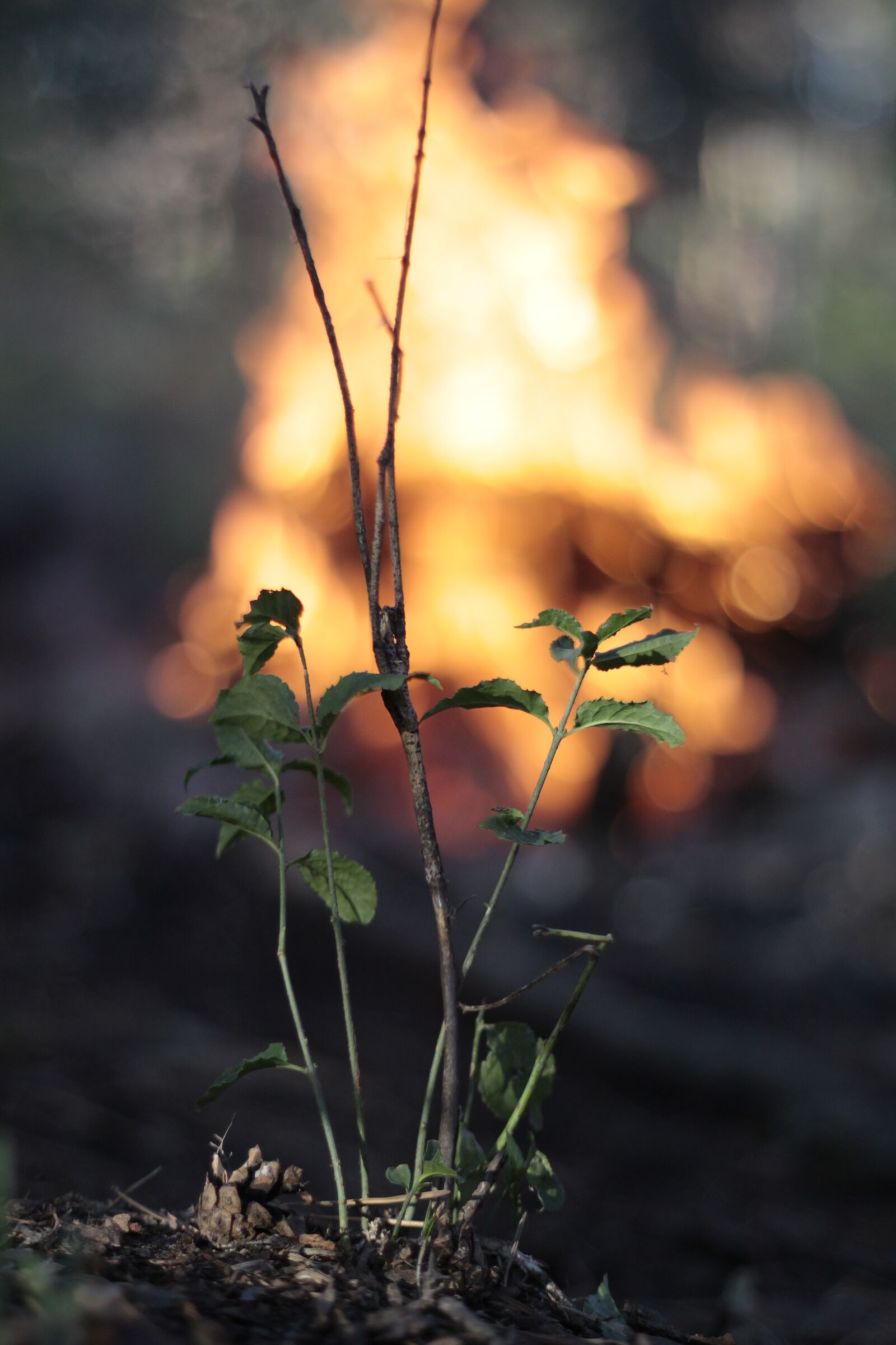 Canon EOS 50D sample photo. Forest, koster, burning photography