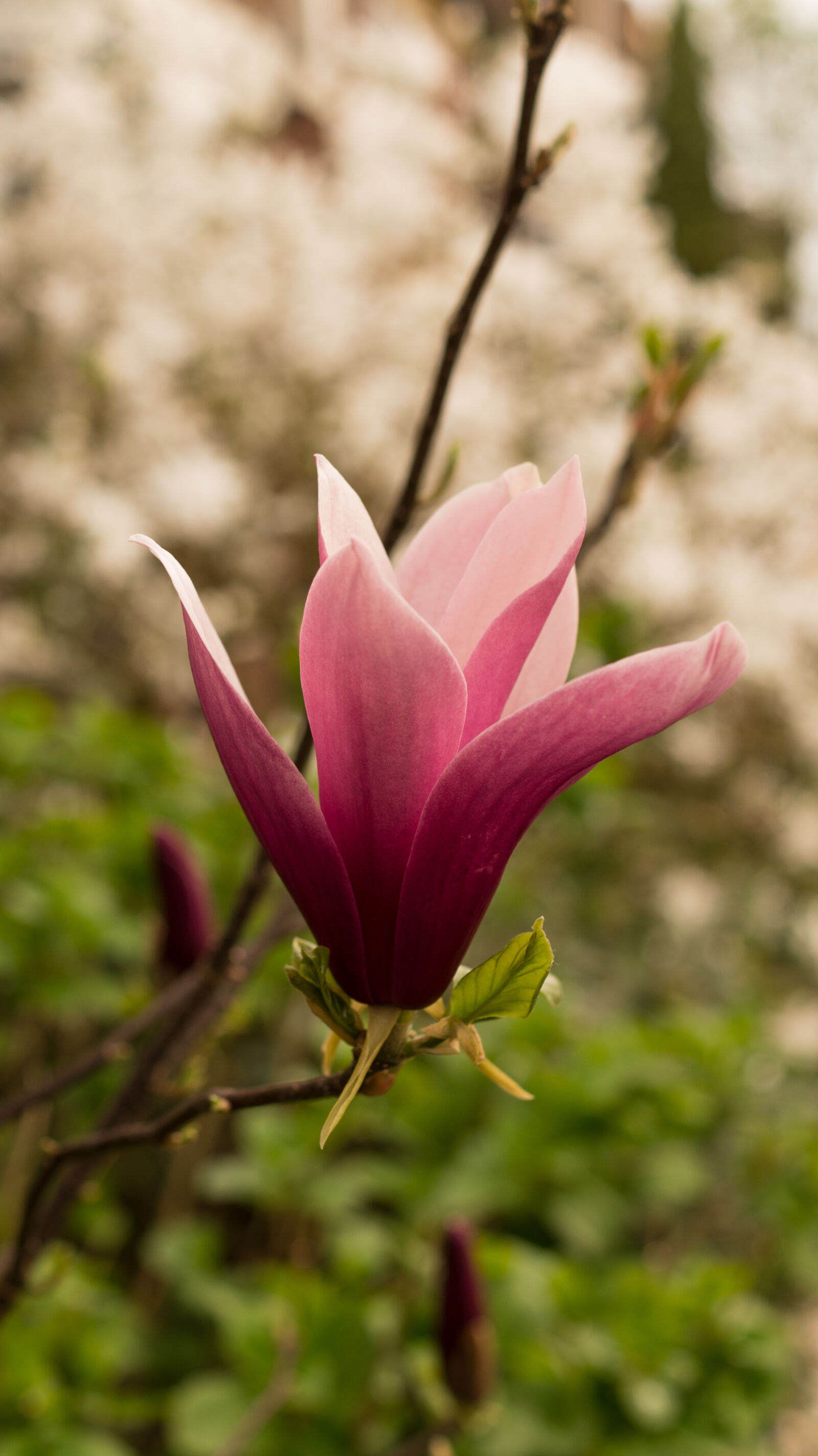 Sony DT 35mm F1.8 SAM sample photo. Plant, flower, pink, blooming photography