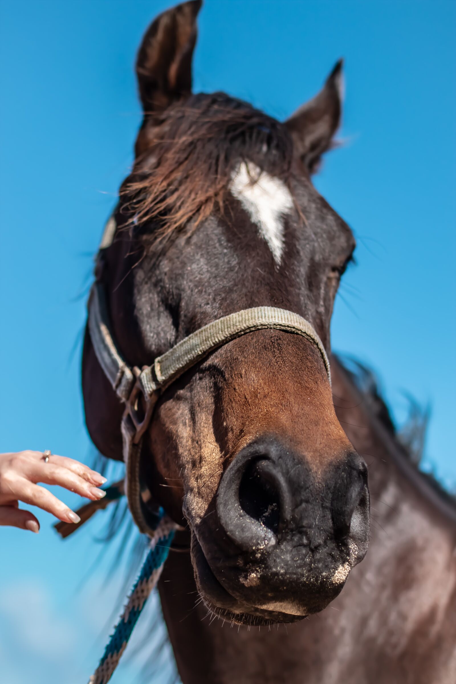 Canon EOS 70D + Canon EF 50mm F1.4 USM sample photo. Horse, horses, mare photography