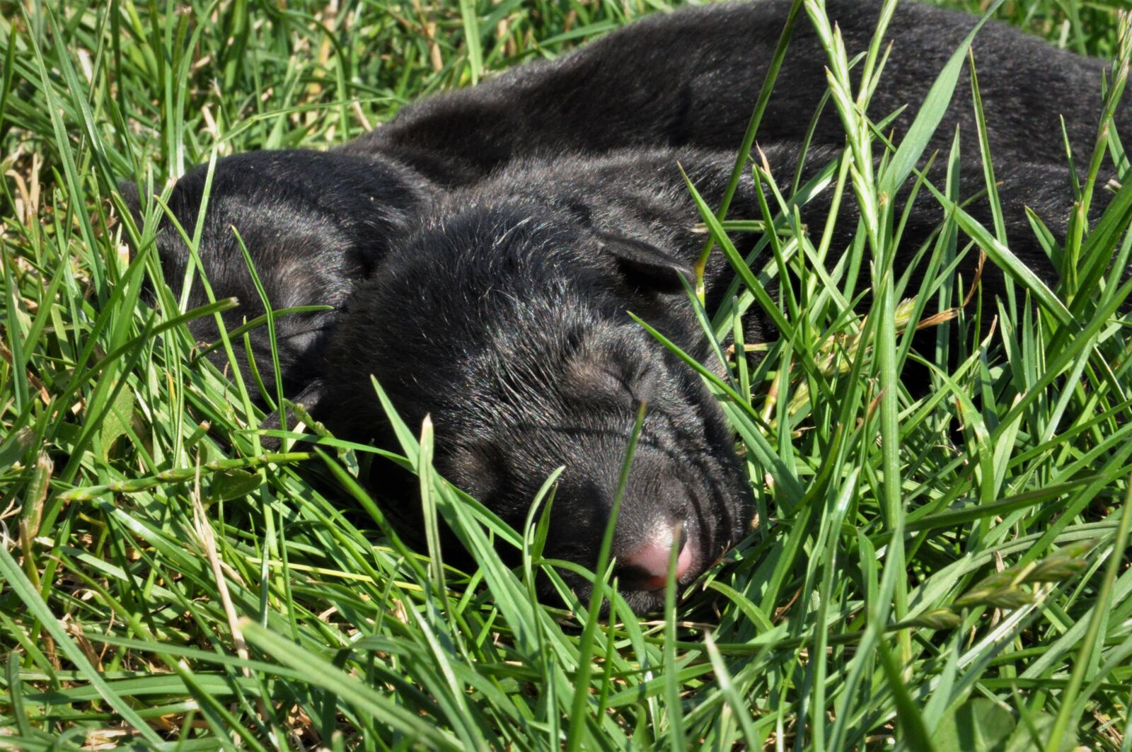 Nikon D90 sample photo. Animal, background, beautiful photography