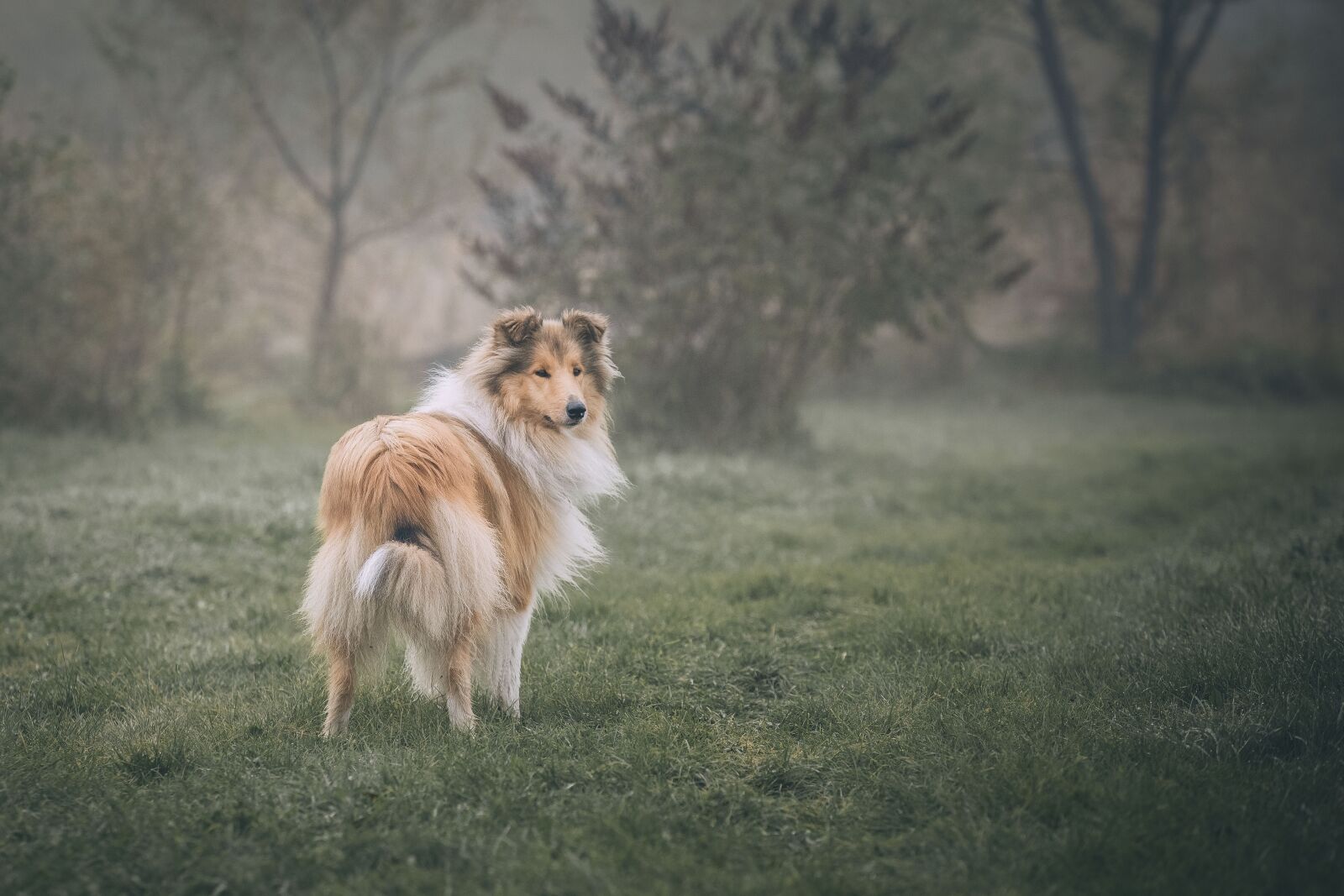 Canon EOS 6D + Canon EF 70-200mm F2.8L USM sample photo. Collie, dog, animals photography